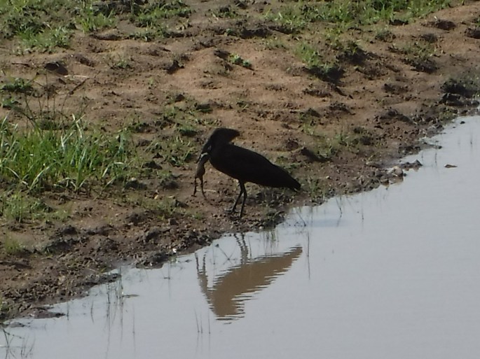 Hamerkop With Frog