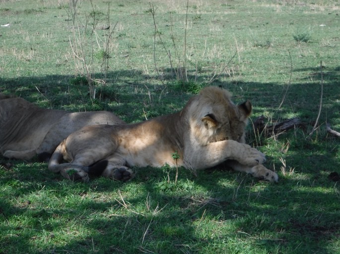 Two Young Male Lions