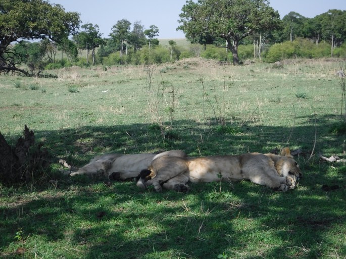 Two Young Male Lions