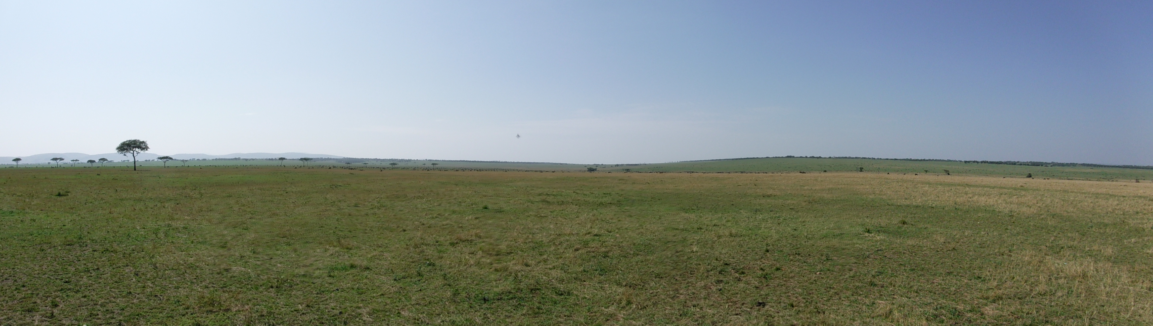 Serengeti Panorama
