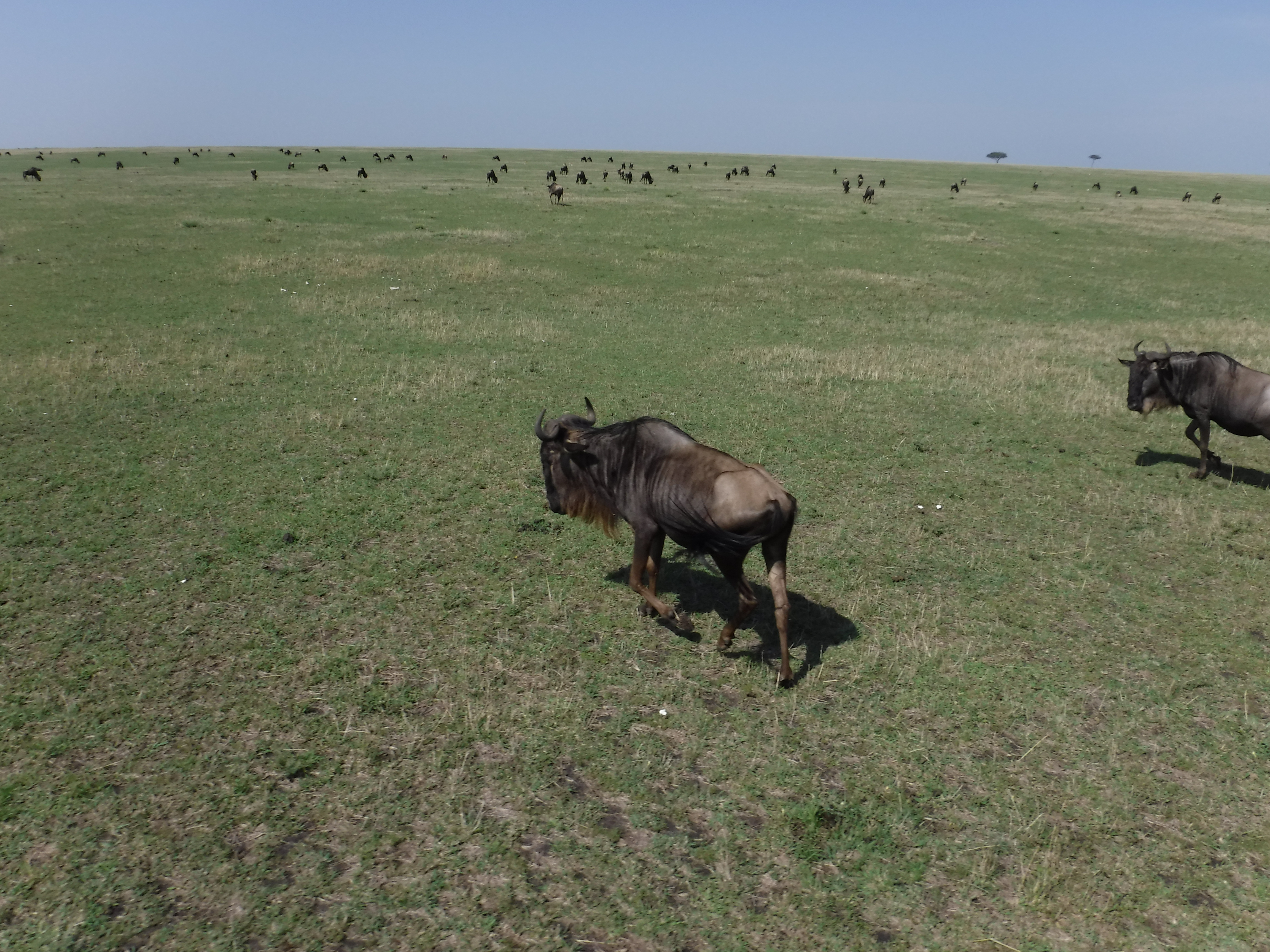 Wildebeest getting fat, but not lazy.