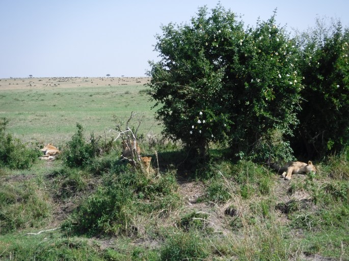 Lazy Lions in the Shade