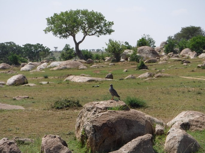 Southern Pale Chanting Goshawk