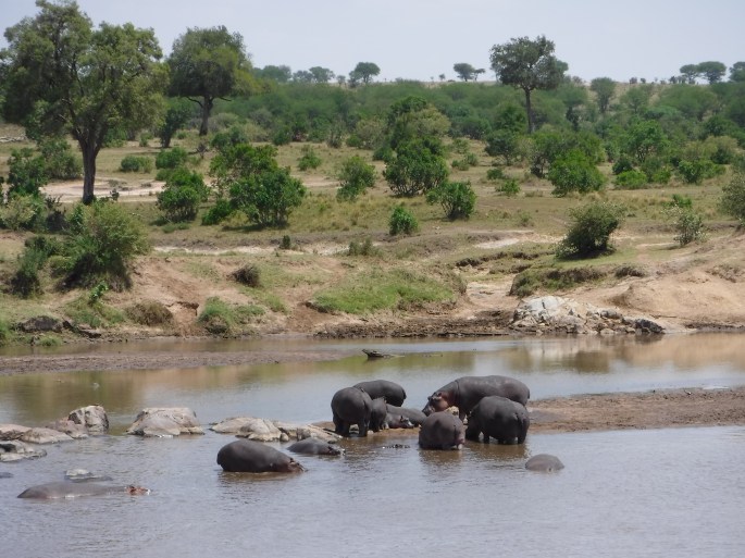 Mara River Hippos