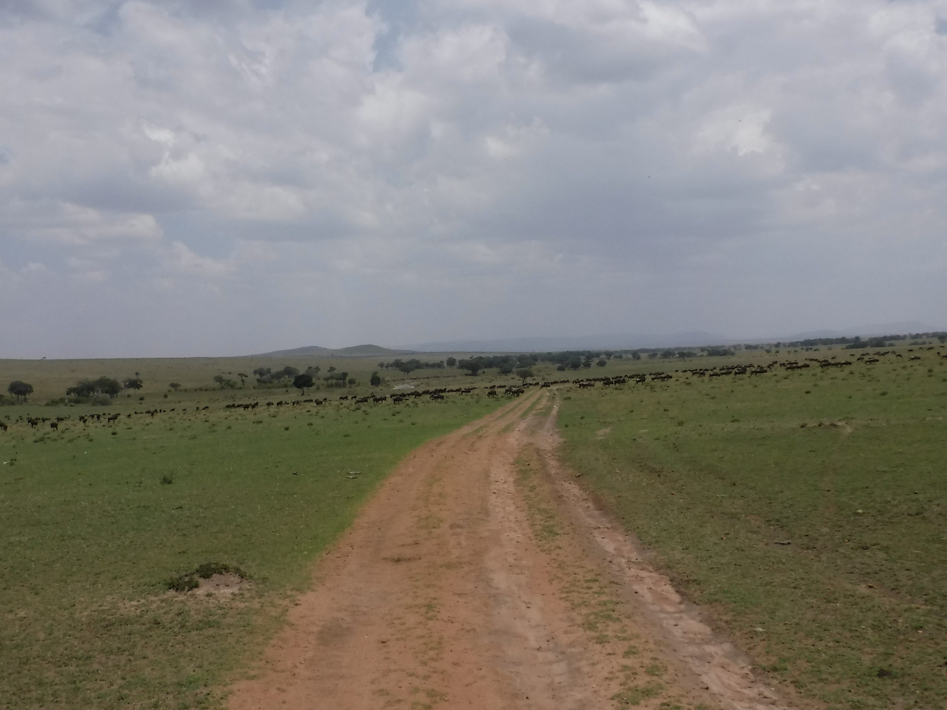 Thousands of Wildebeest