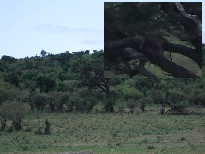 Distant Leopard