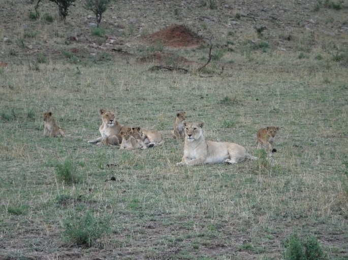 Momma Lions and Cubs