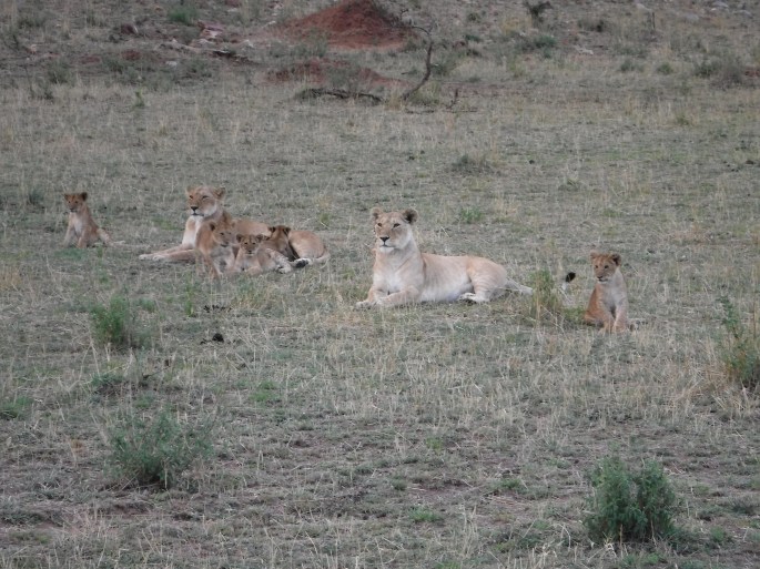 Momma Lions and Cubs
