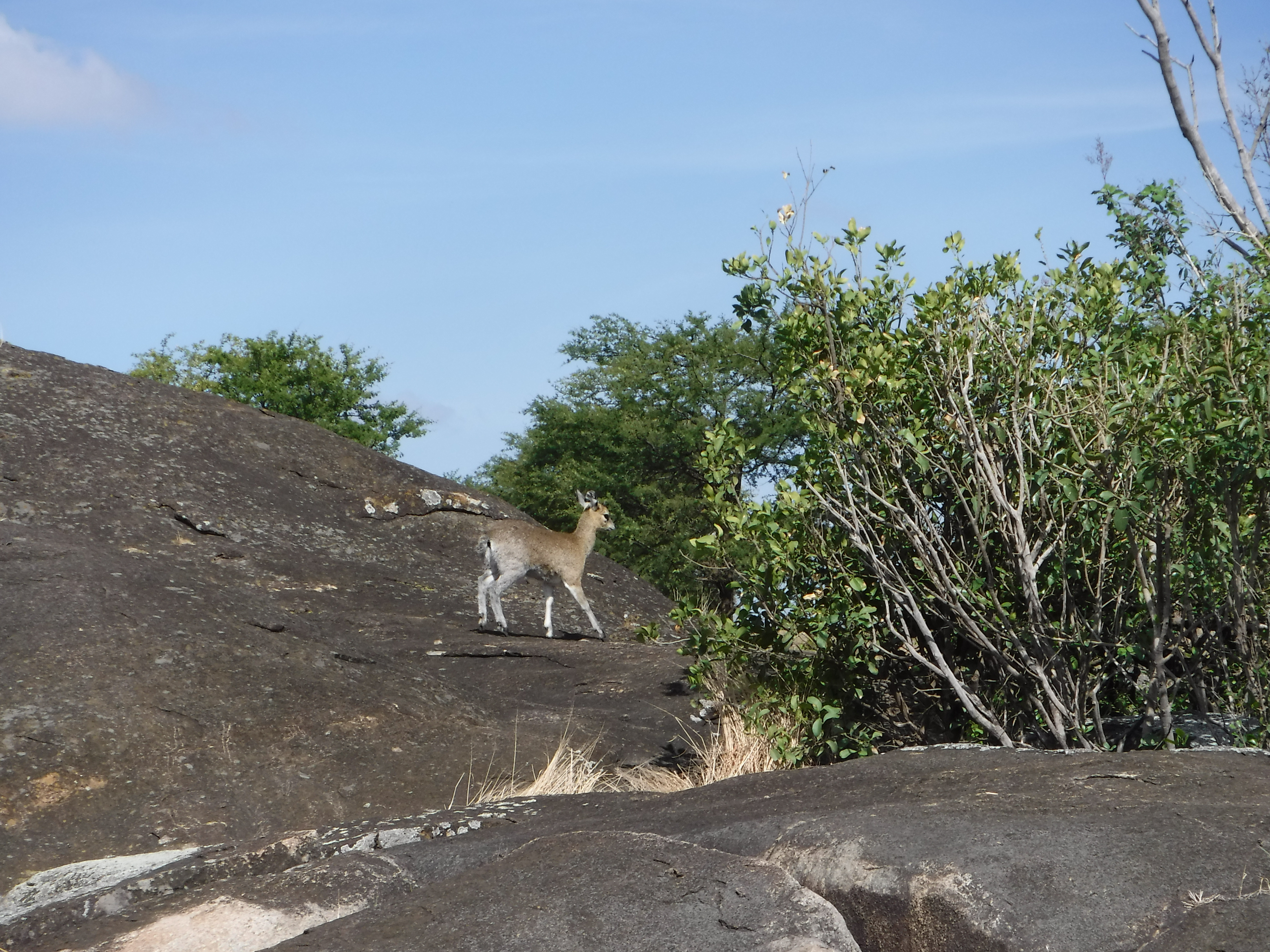 Dik dik antelope.