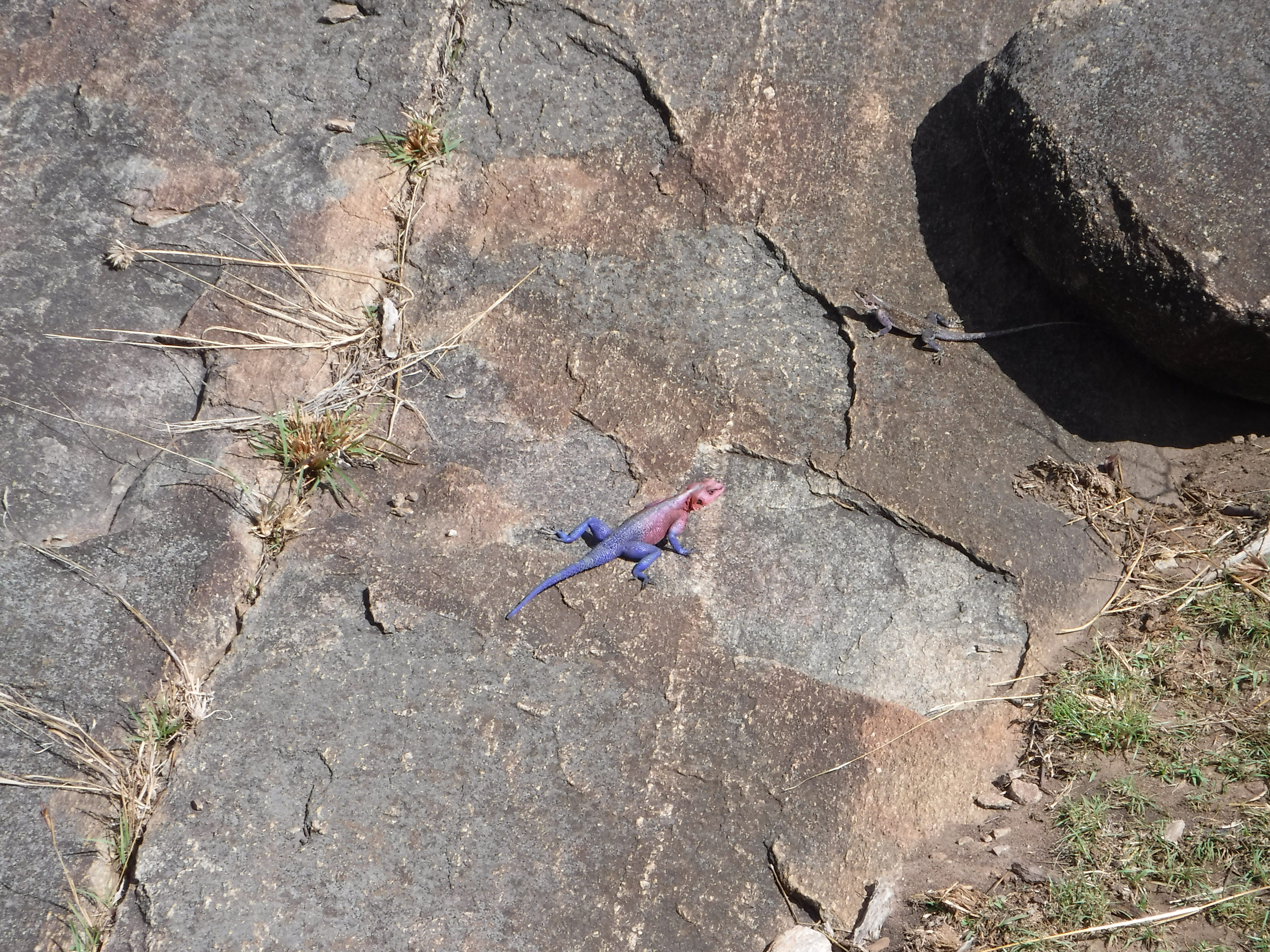 The last rock agama...