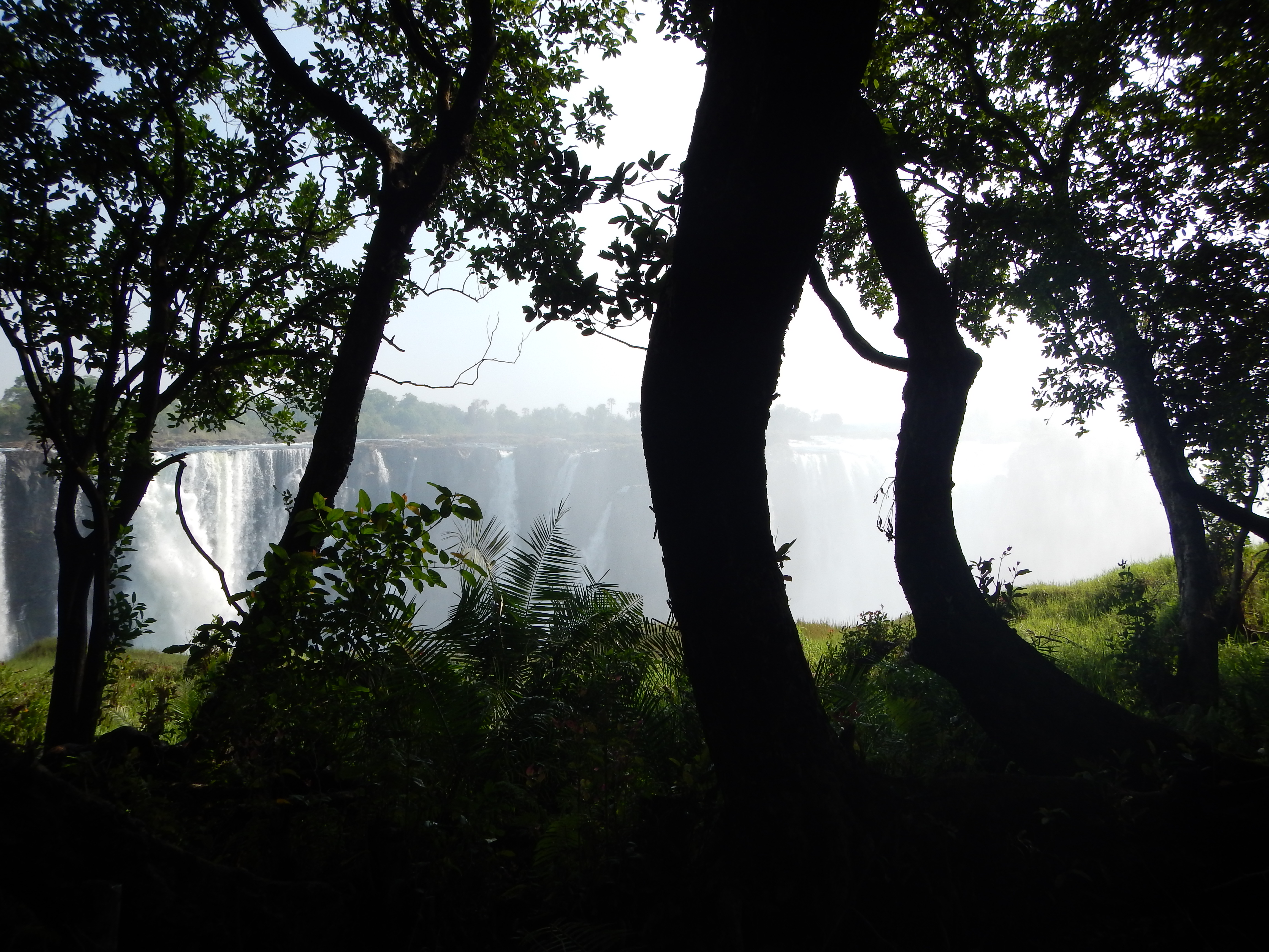 Falls view through the woods.