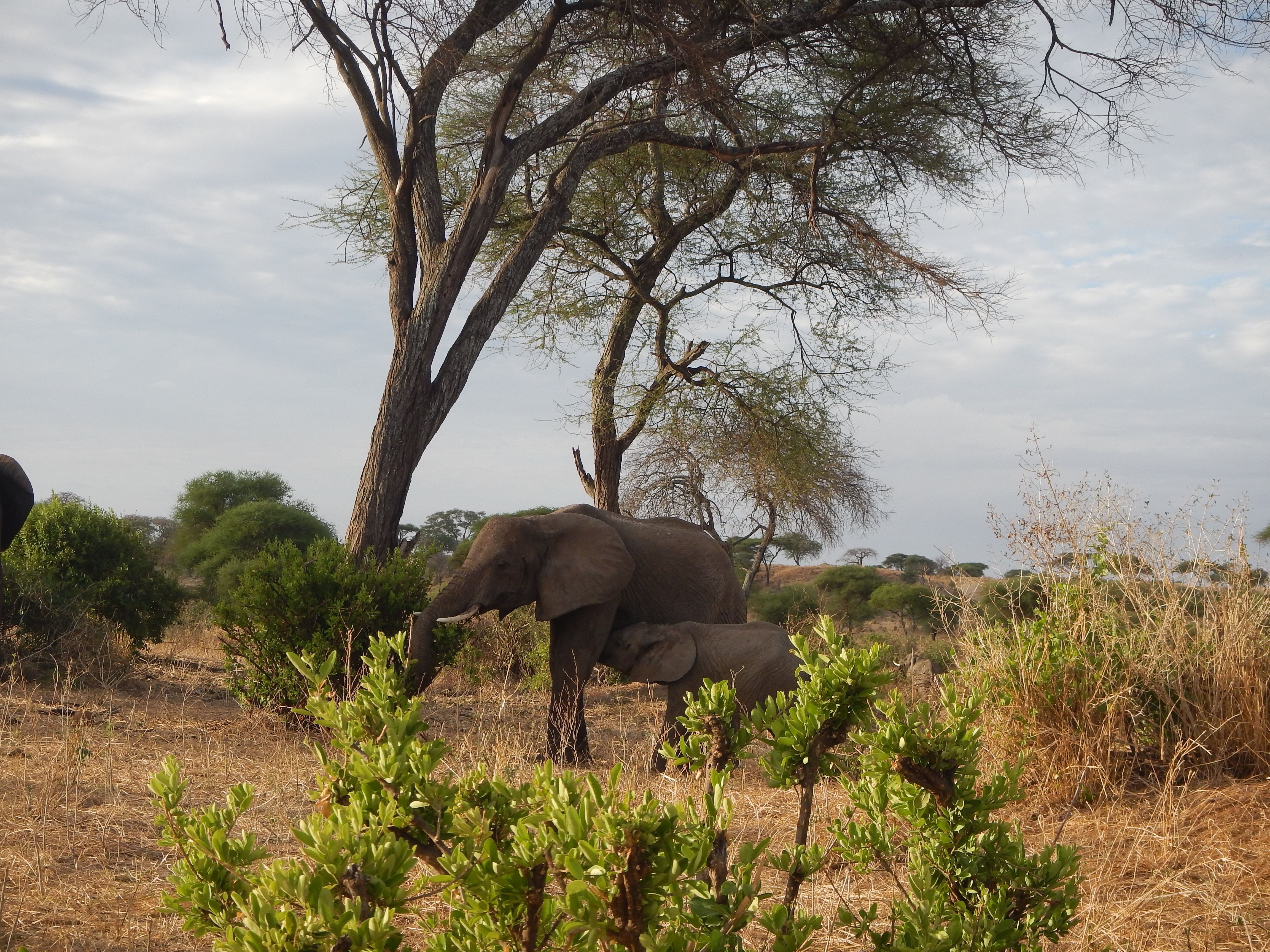 Nursing mamma elephant.