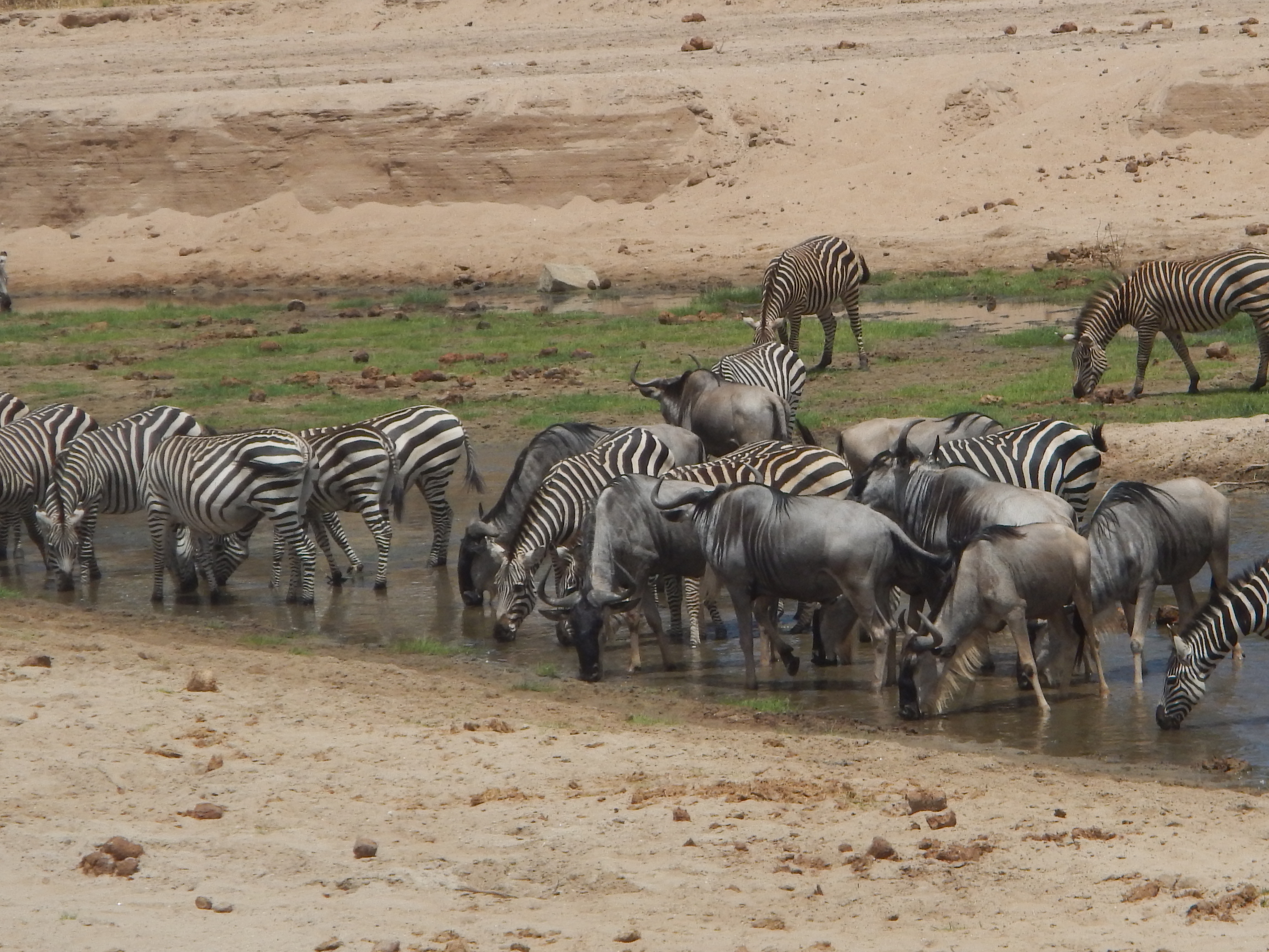 Watering hole togetherness.