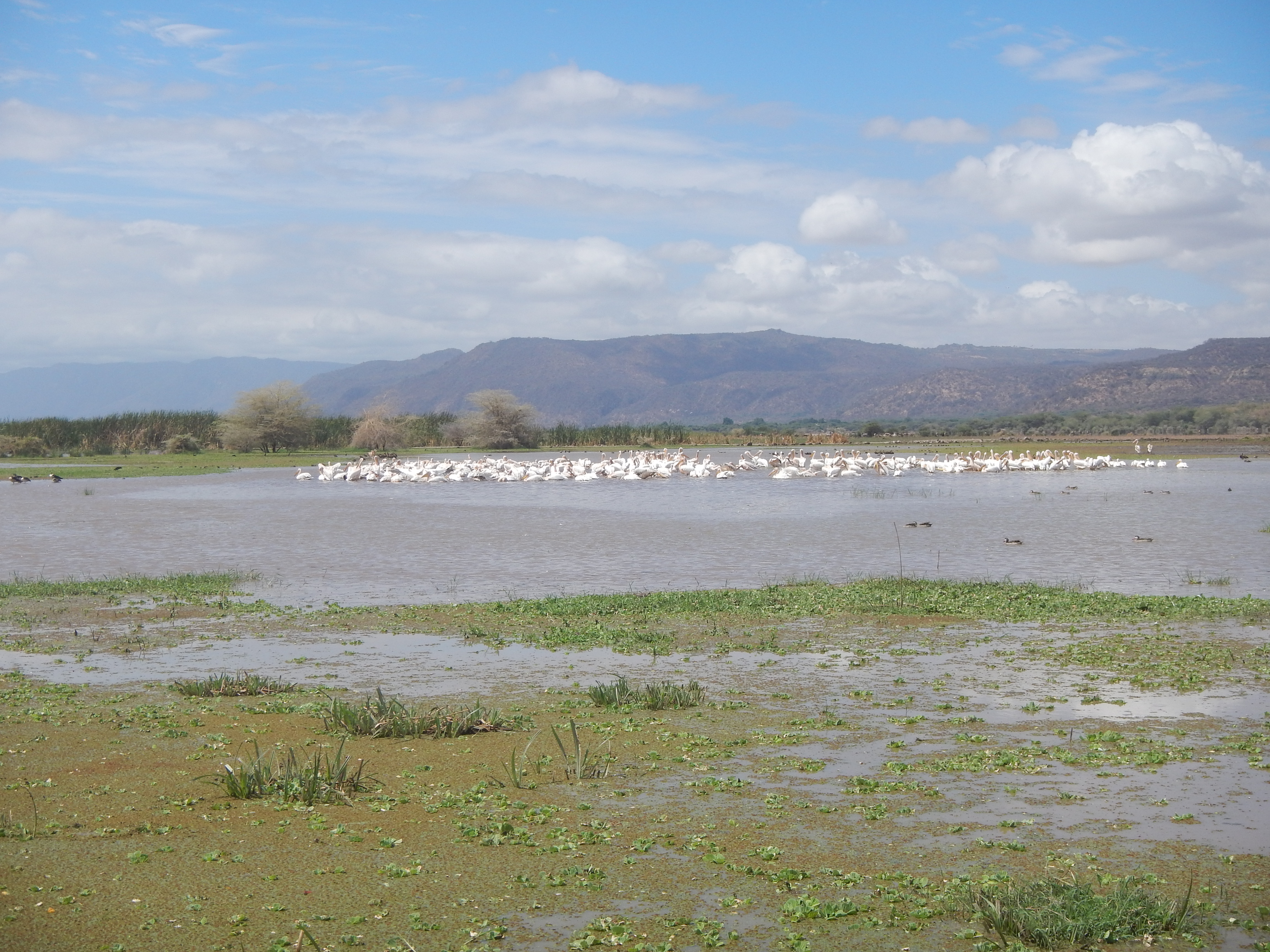 Large Flock of Pelicans