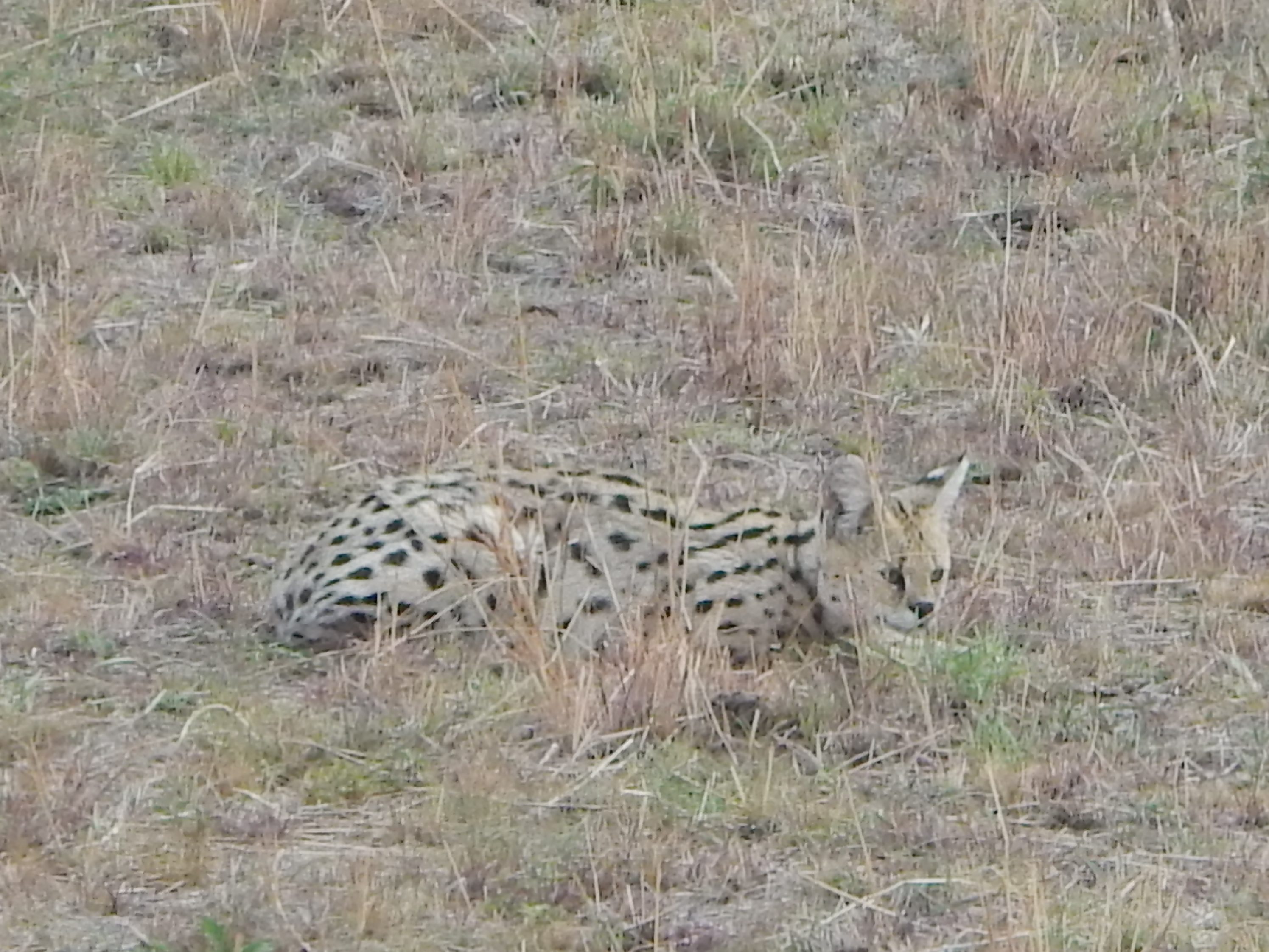 Crouching Serval Cat