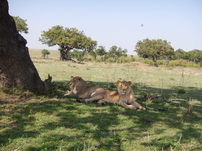 Two Young Male Lions