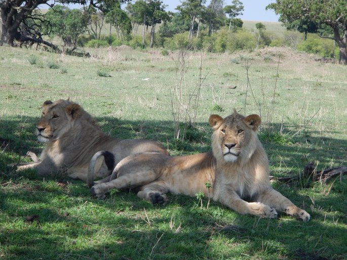 Two Young Male Lions
