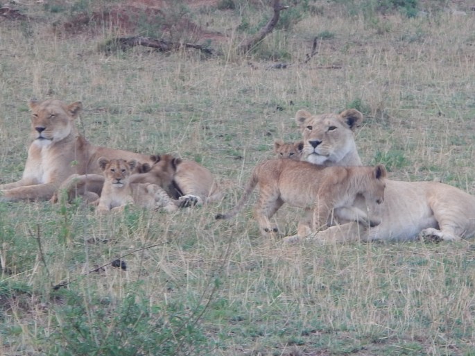 Momma Lions and Cubs