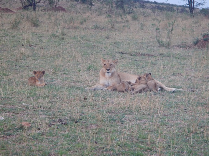 Momma Lions and Cubs