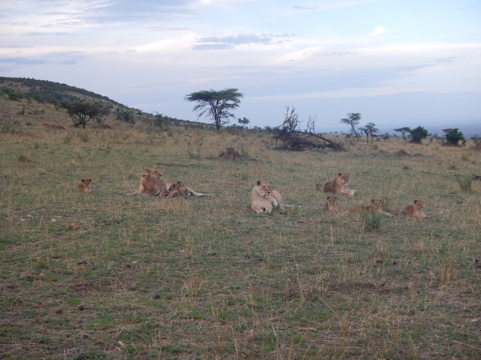 Momma Lions and Cubs