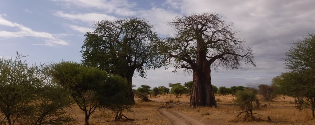 Two Baobab and an Antelope