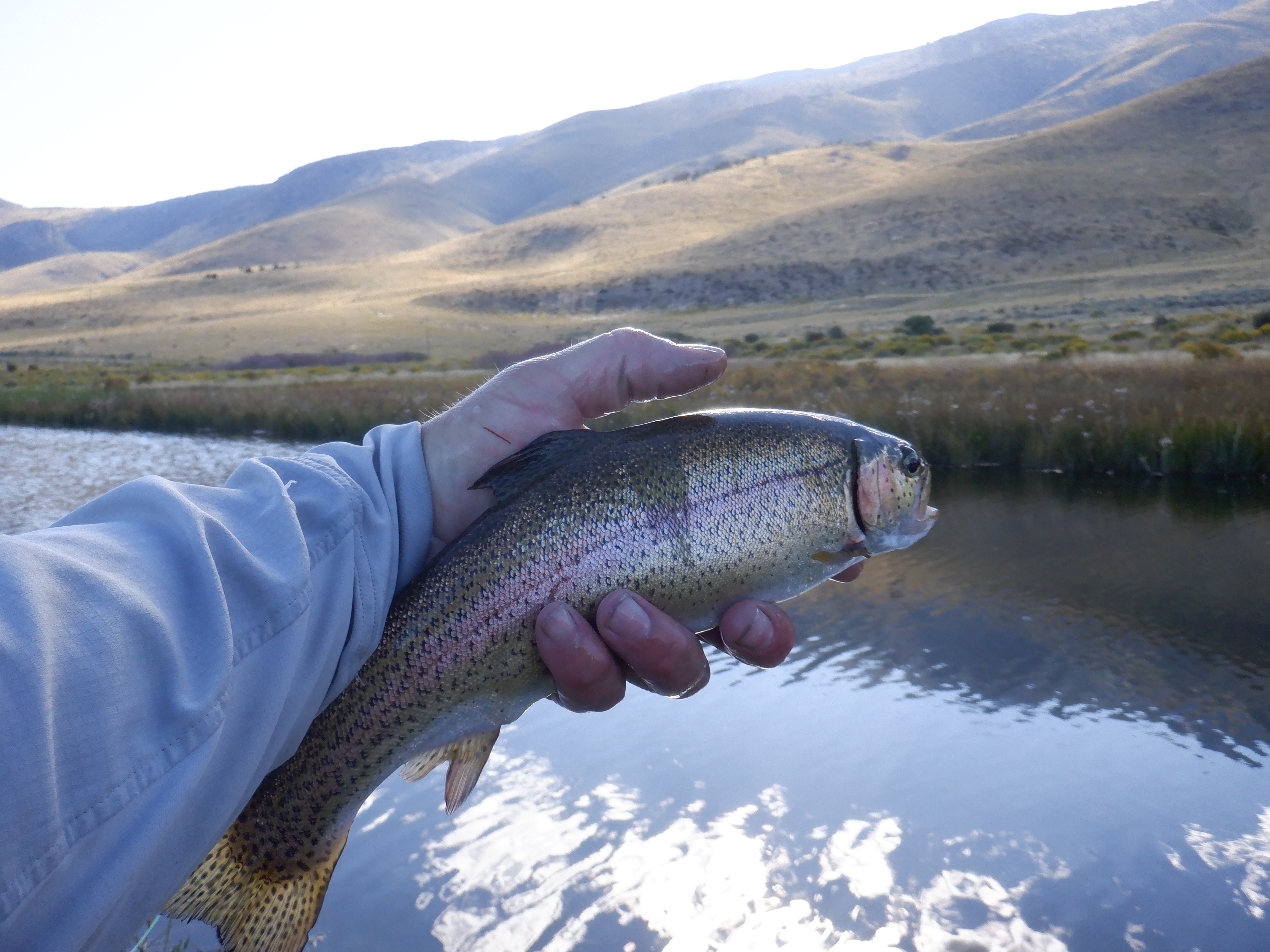 A Small Stocked Rainbow
