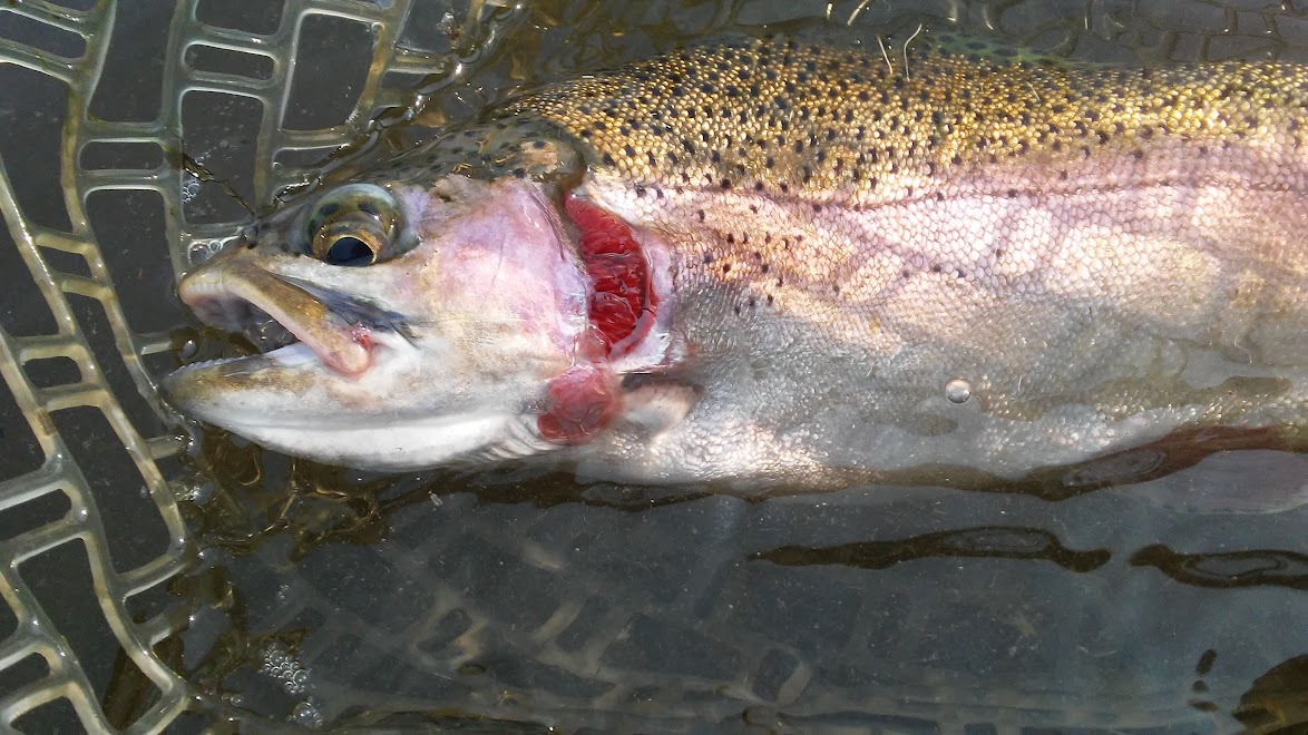 Missouri River Rainbow Trout