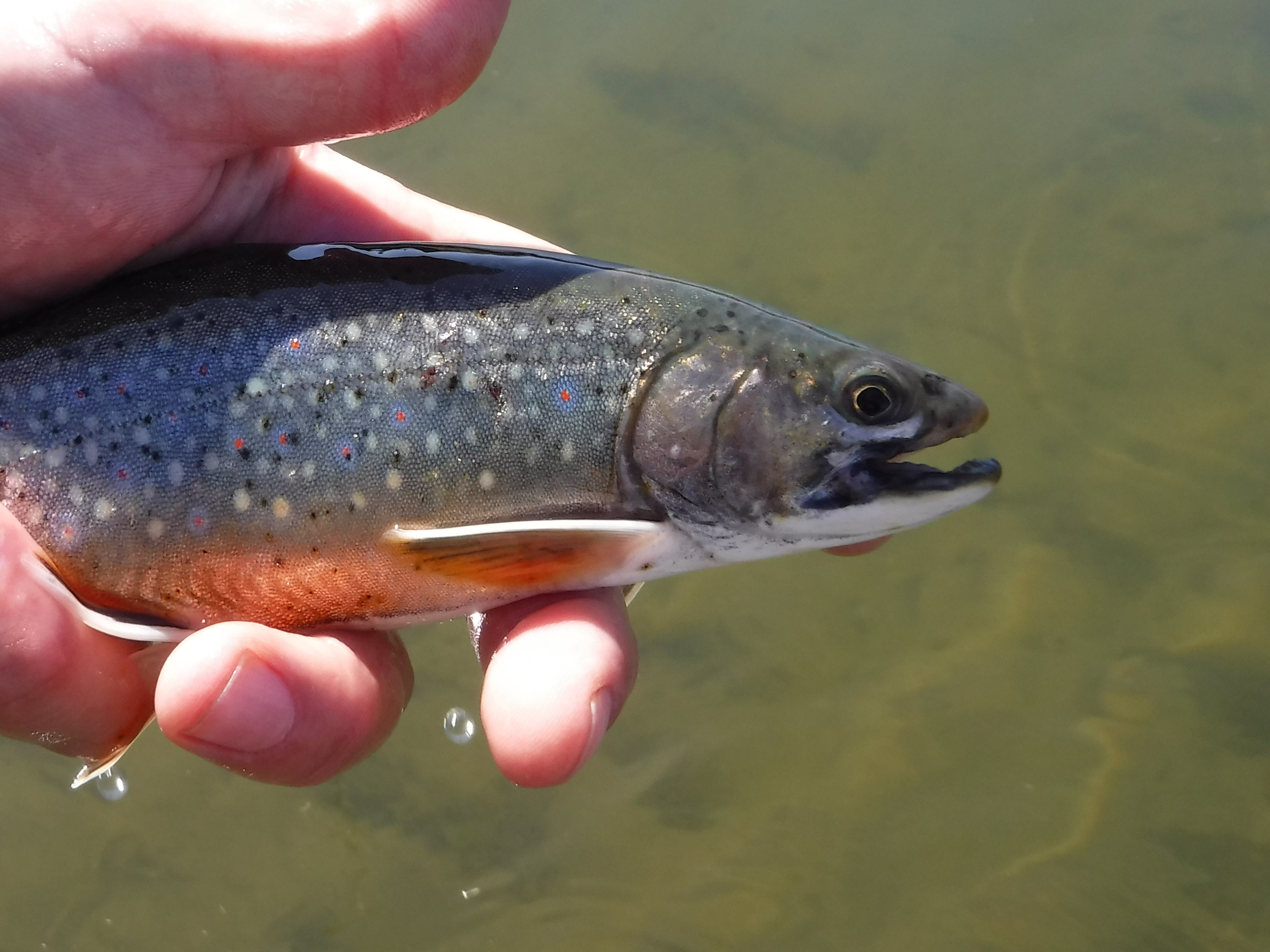 Teton River Brookie