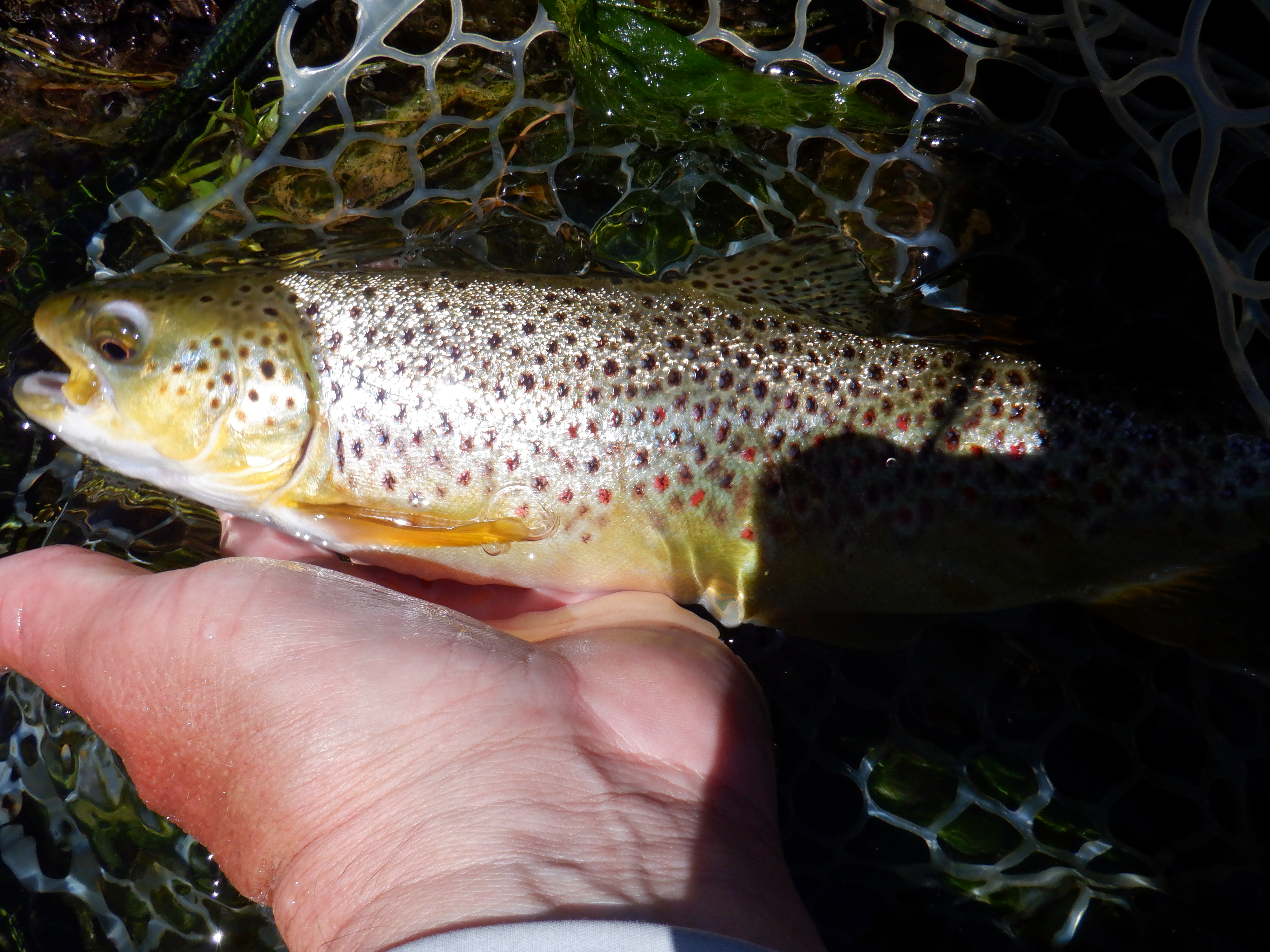 A Madison river brown