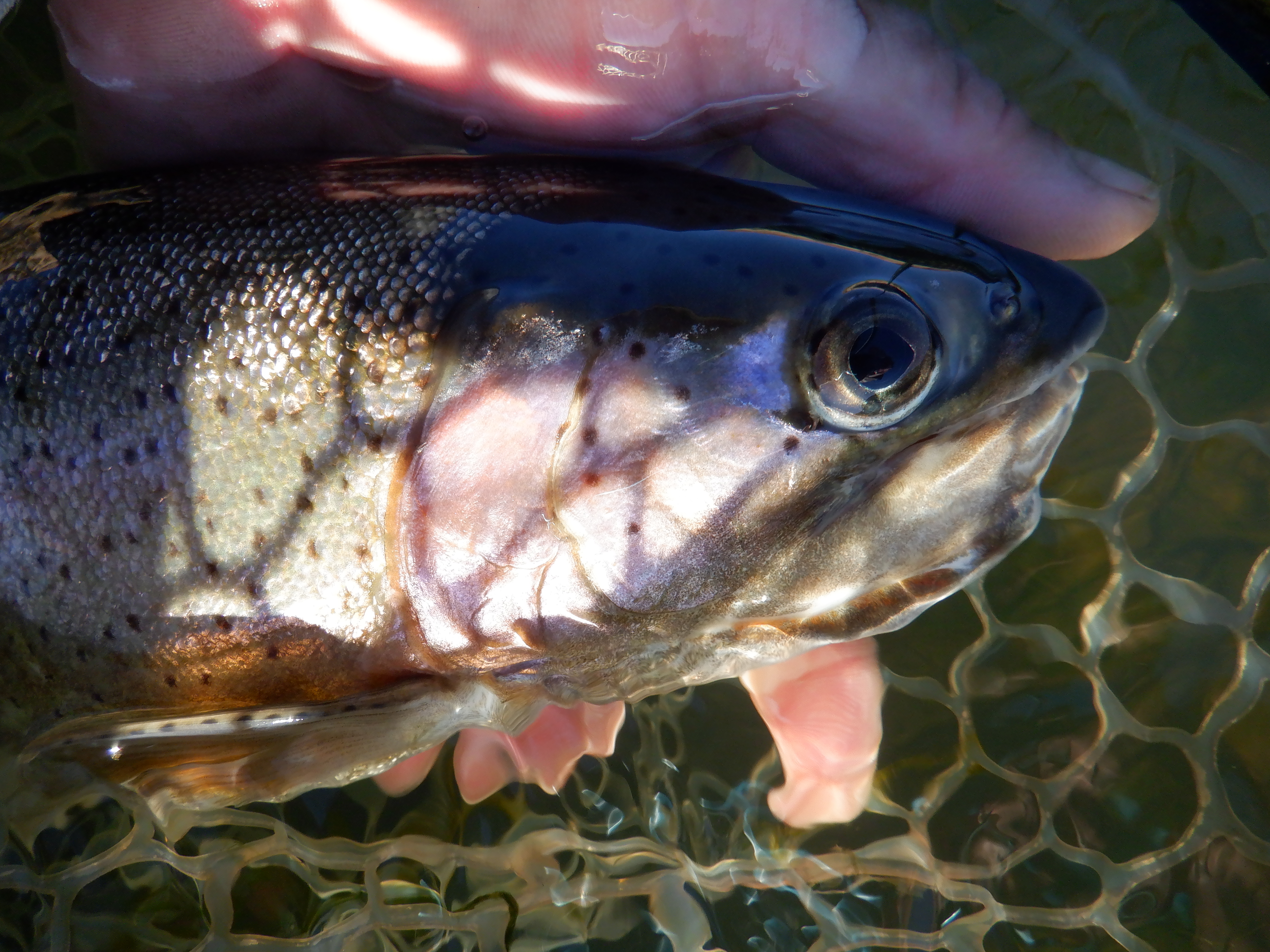 San Juan Mutant Rainbow