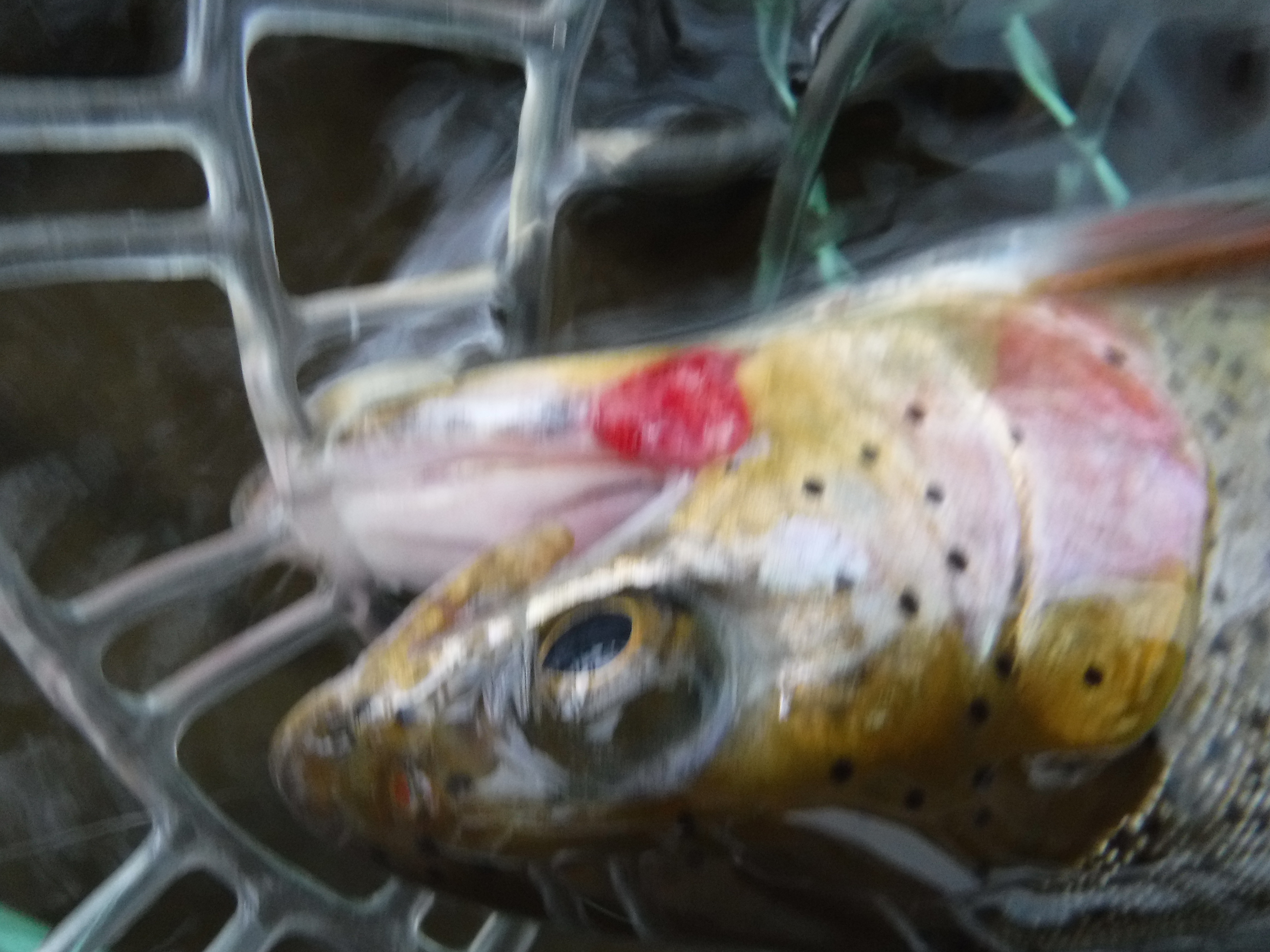 South Platte Rainbow