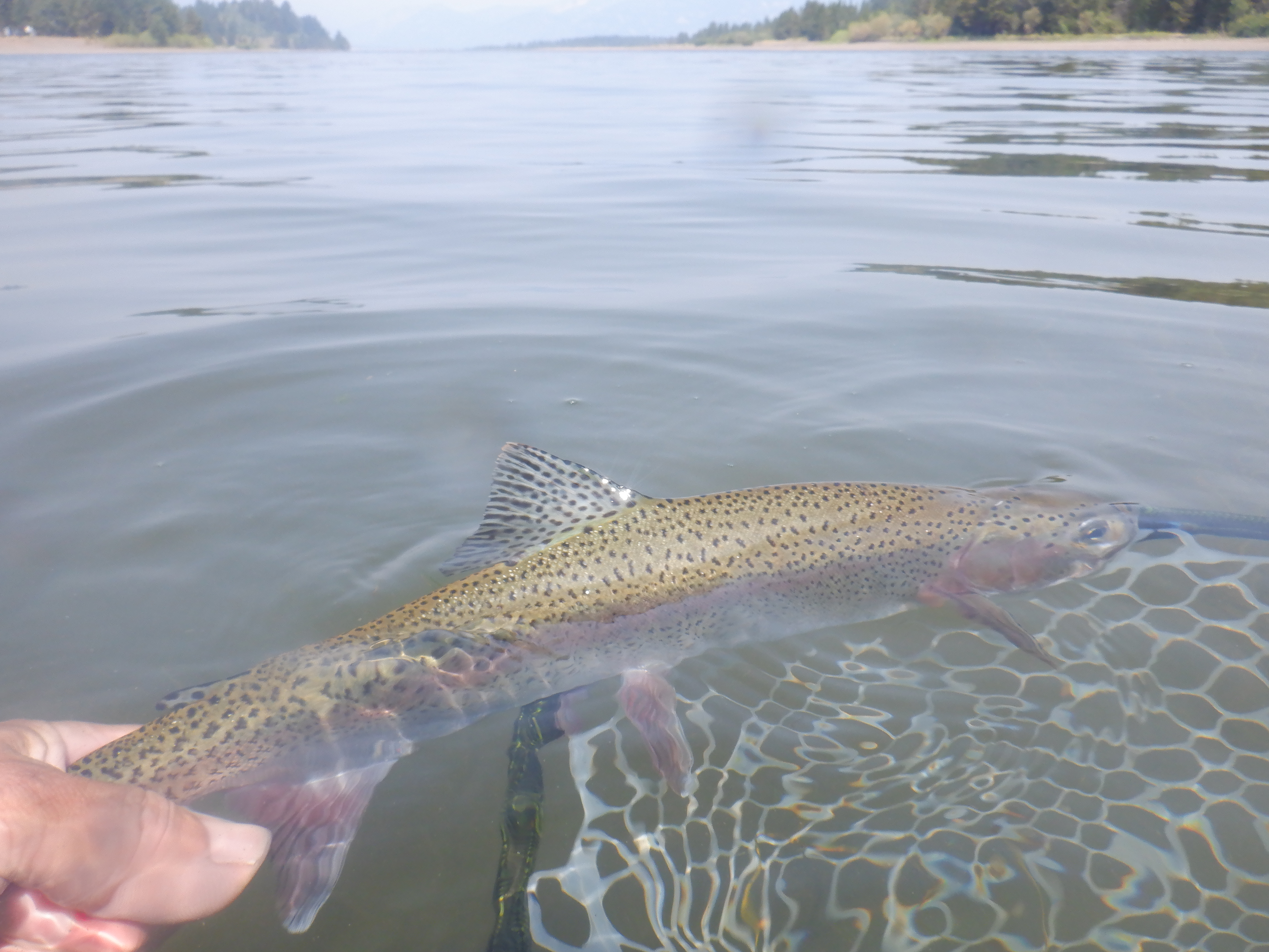 A Typical Hebgen Rainbow