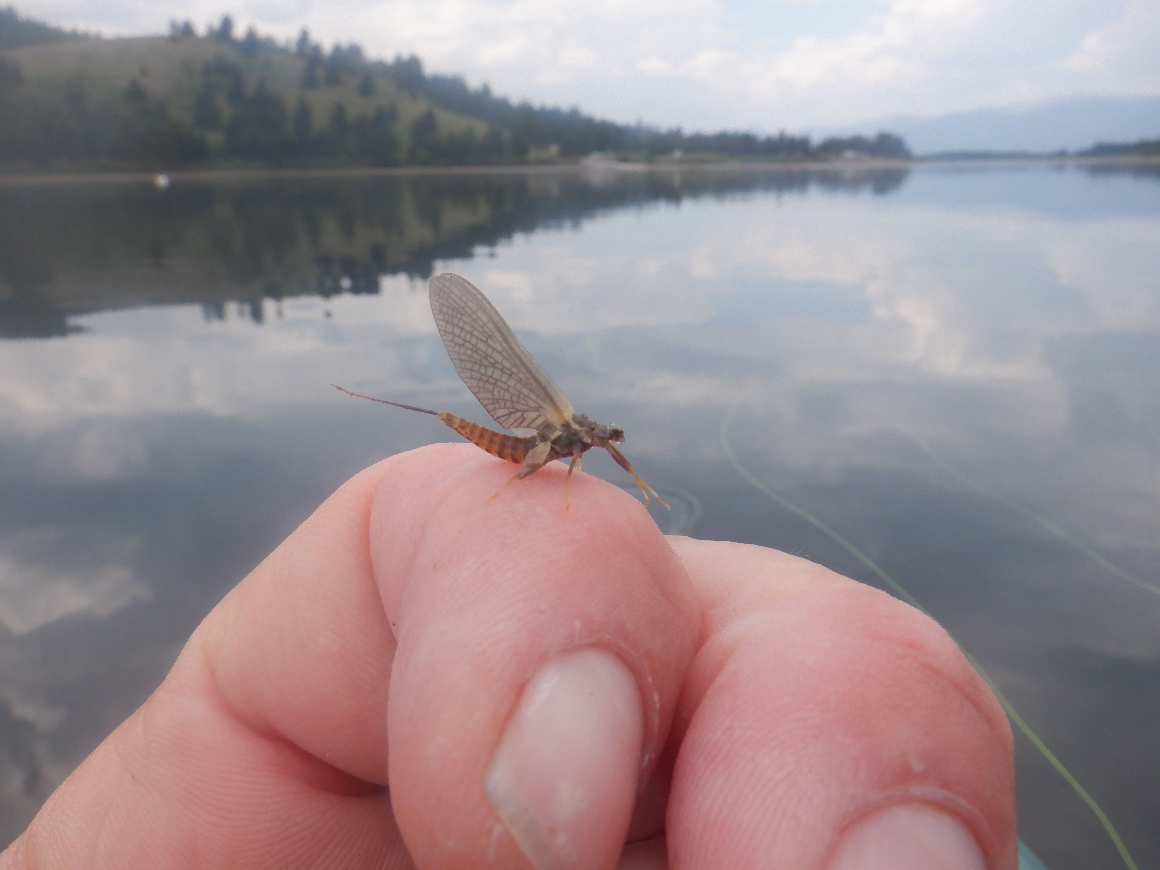 A Green Drake Mayfly