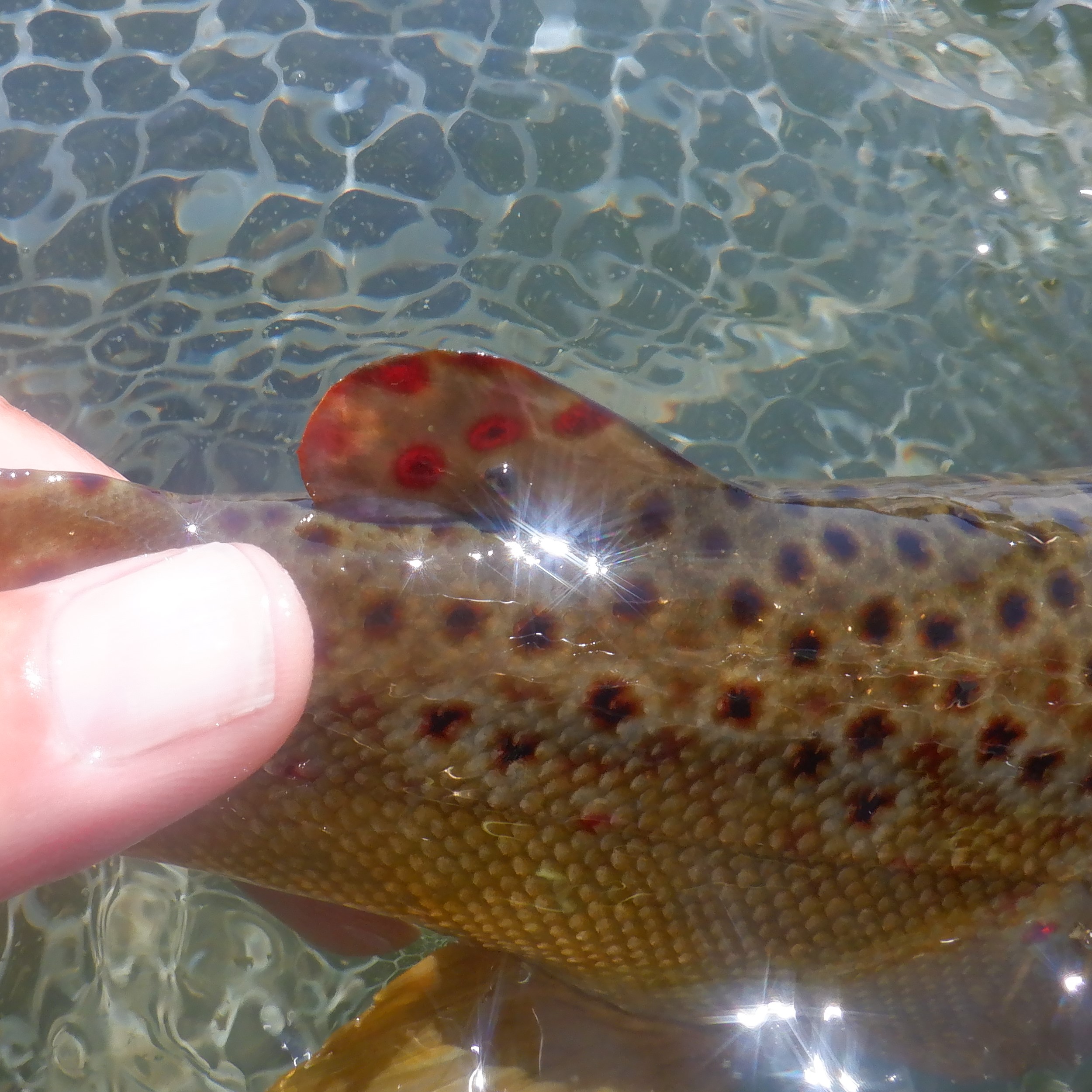 Brown Trout Adipose Fin