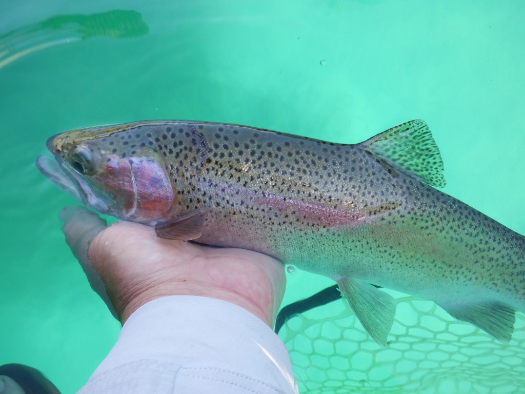 Turquoise and Rainbows