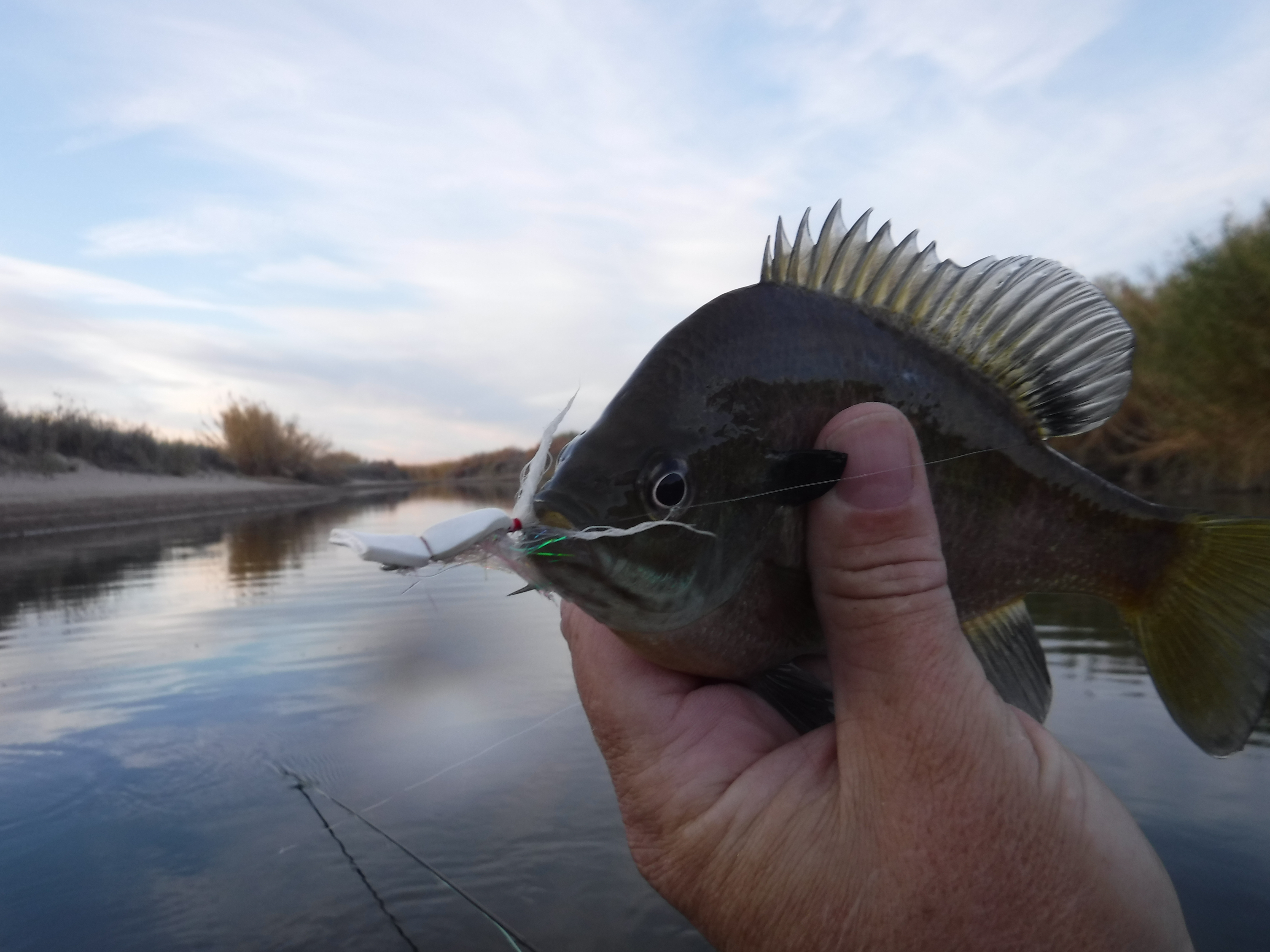 Bluegill on a Saltwater Gurgler