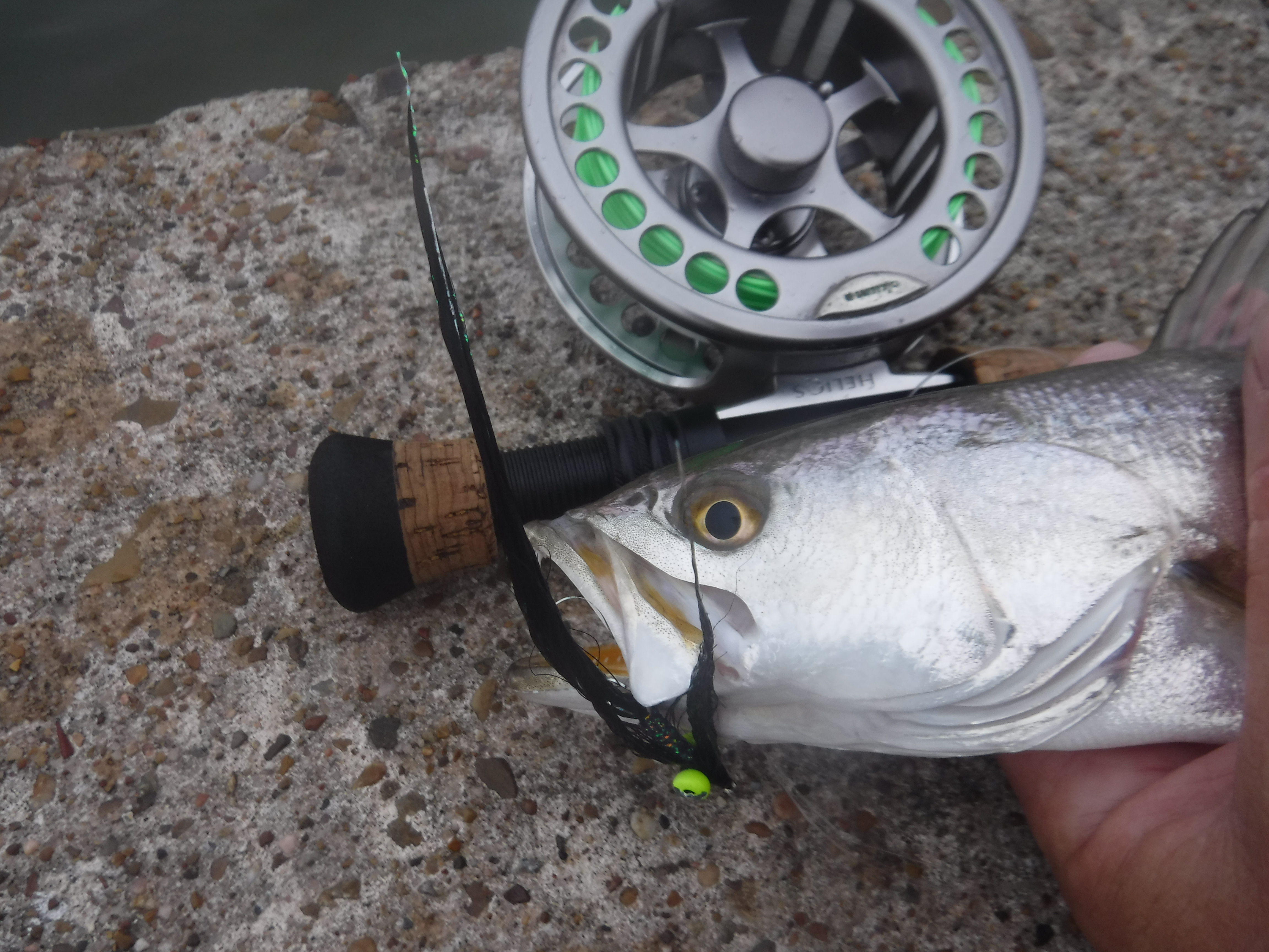 Black Half 'n' Half in a Seatrout