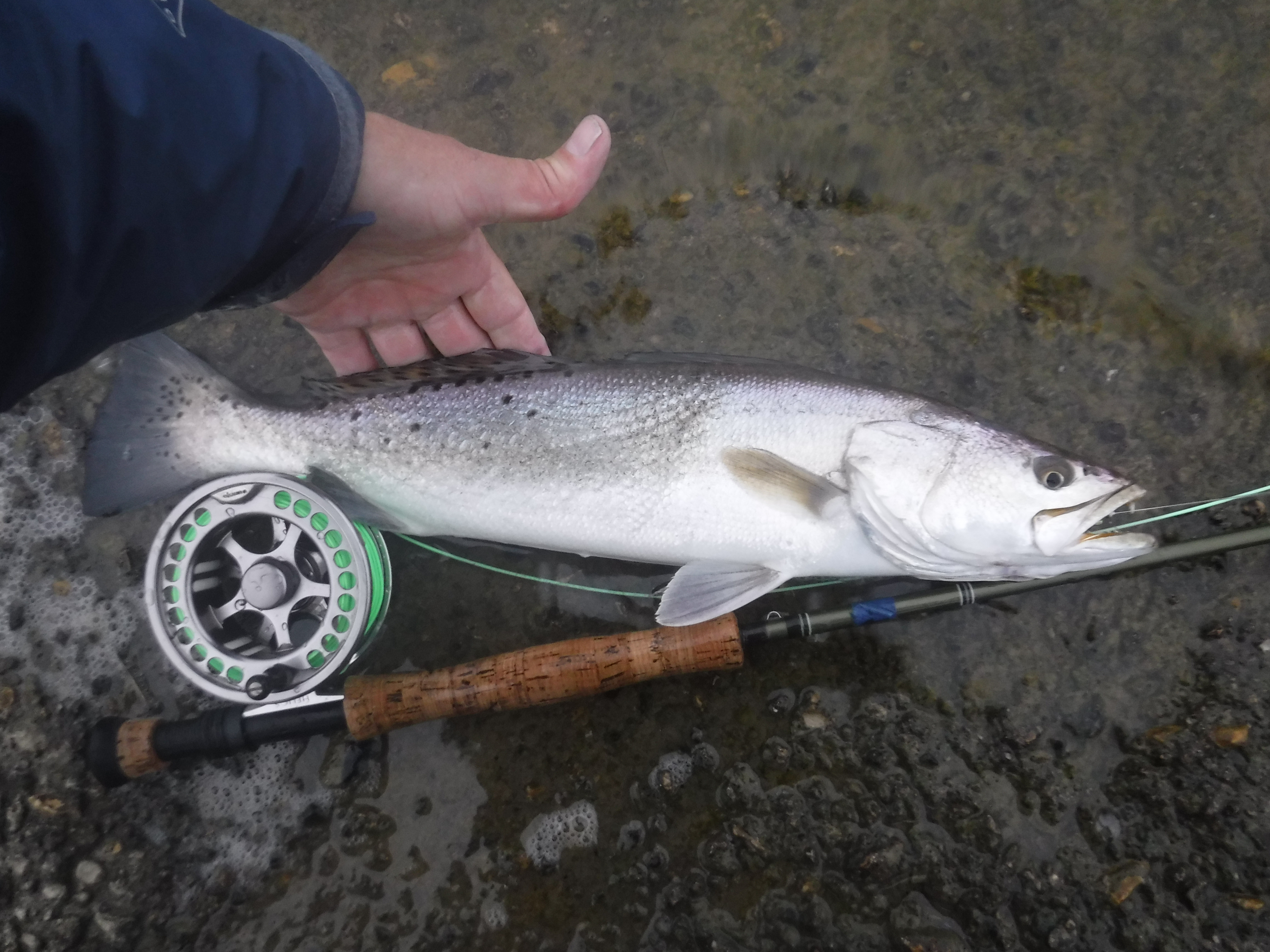 20+ inch Texas Speck