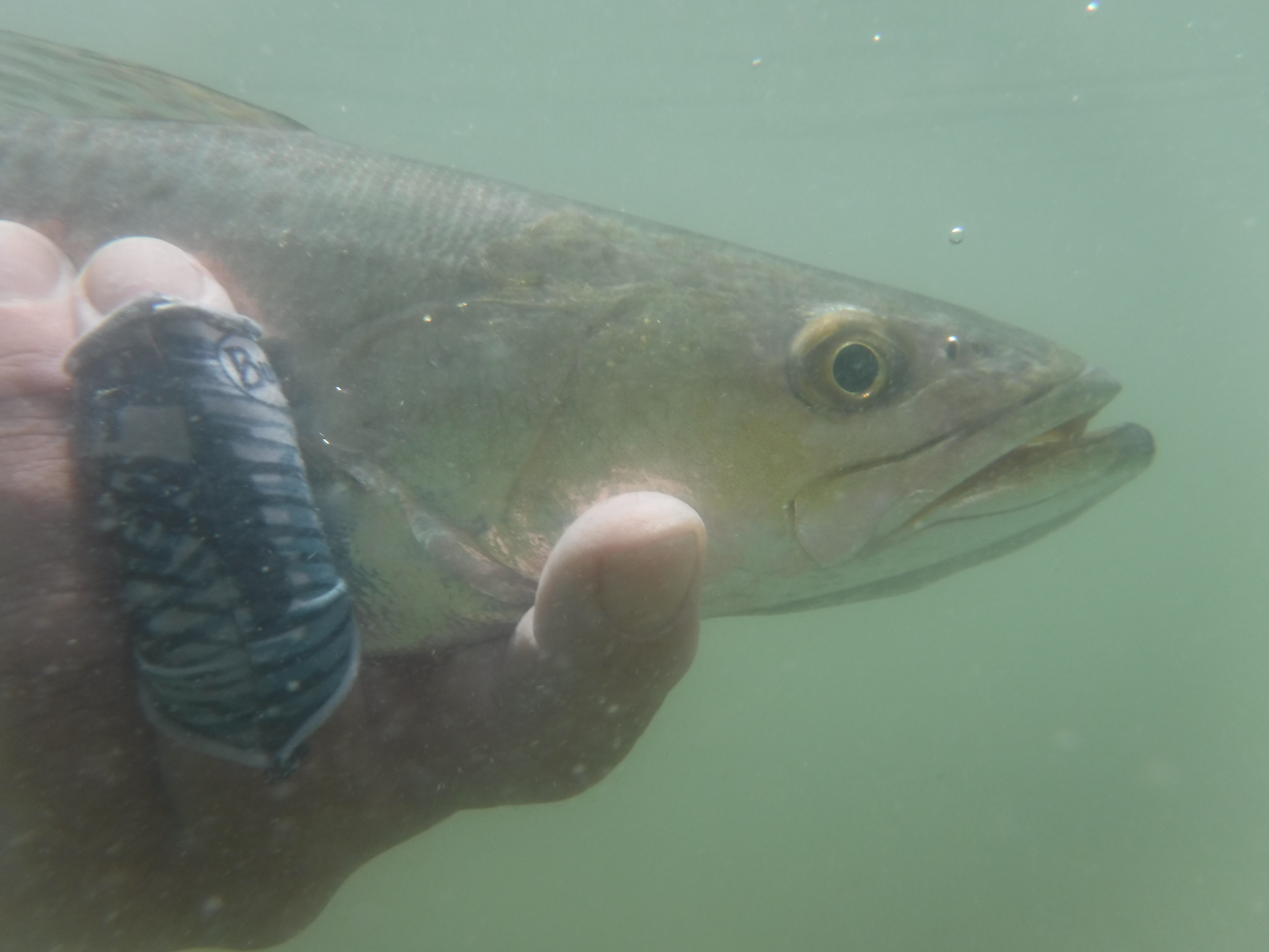 Underwater Speckled Seatrout