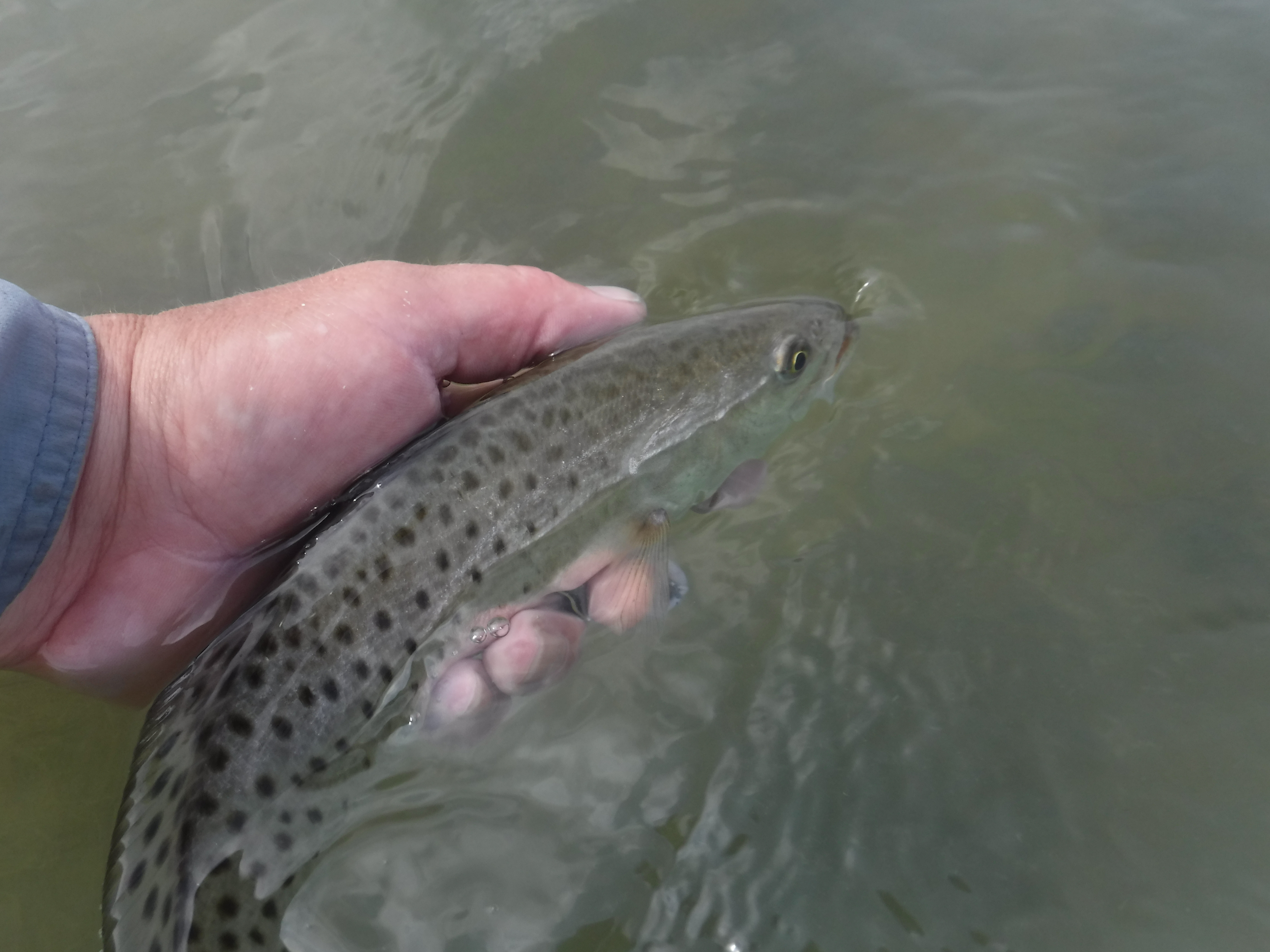 Another Speck Released