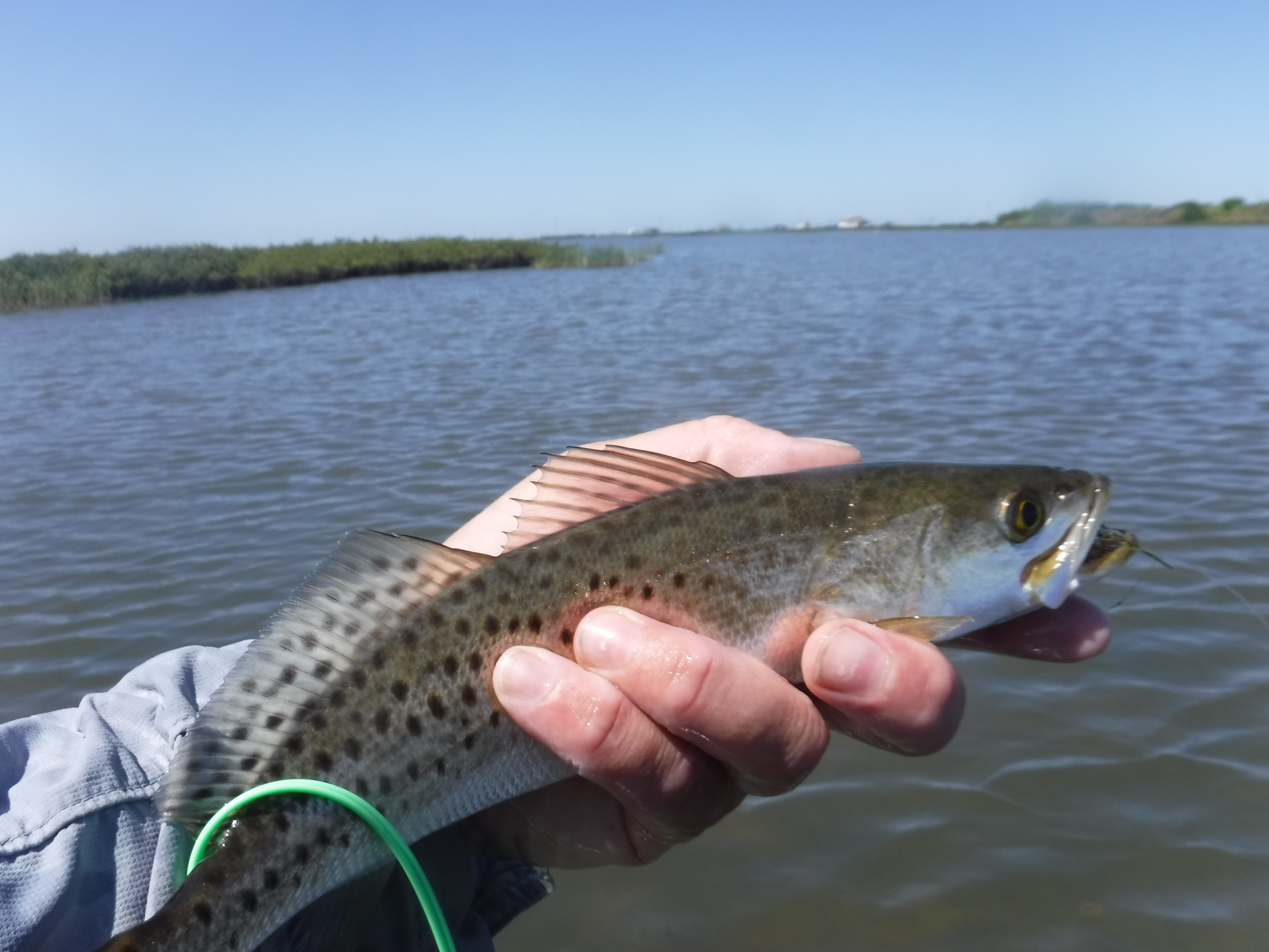 Redfish Bay, Speckled Trout