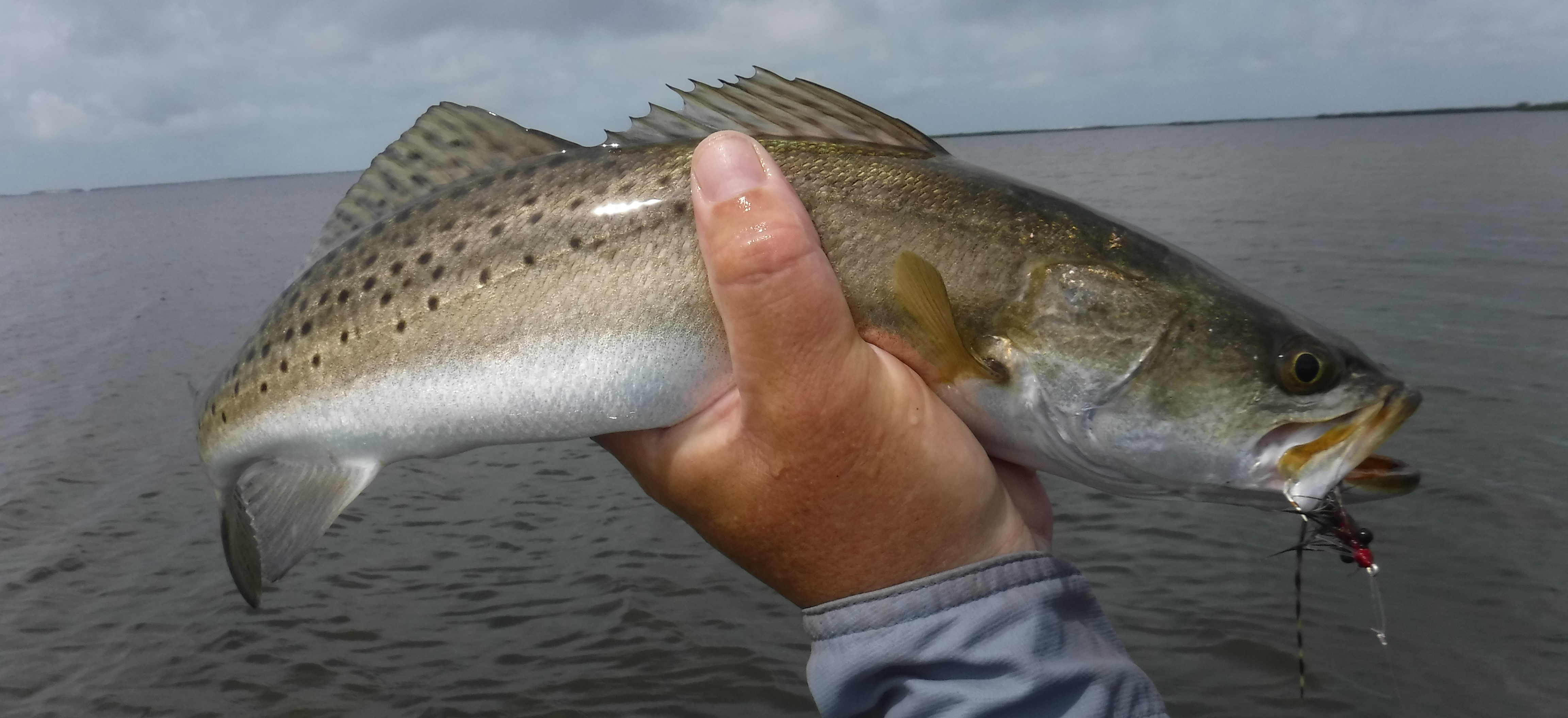 Texas Speck on the Fly