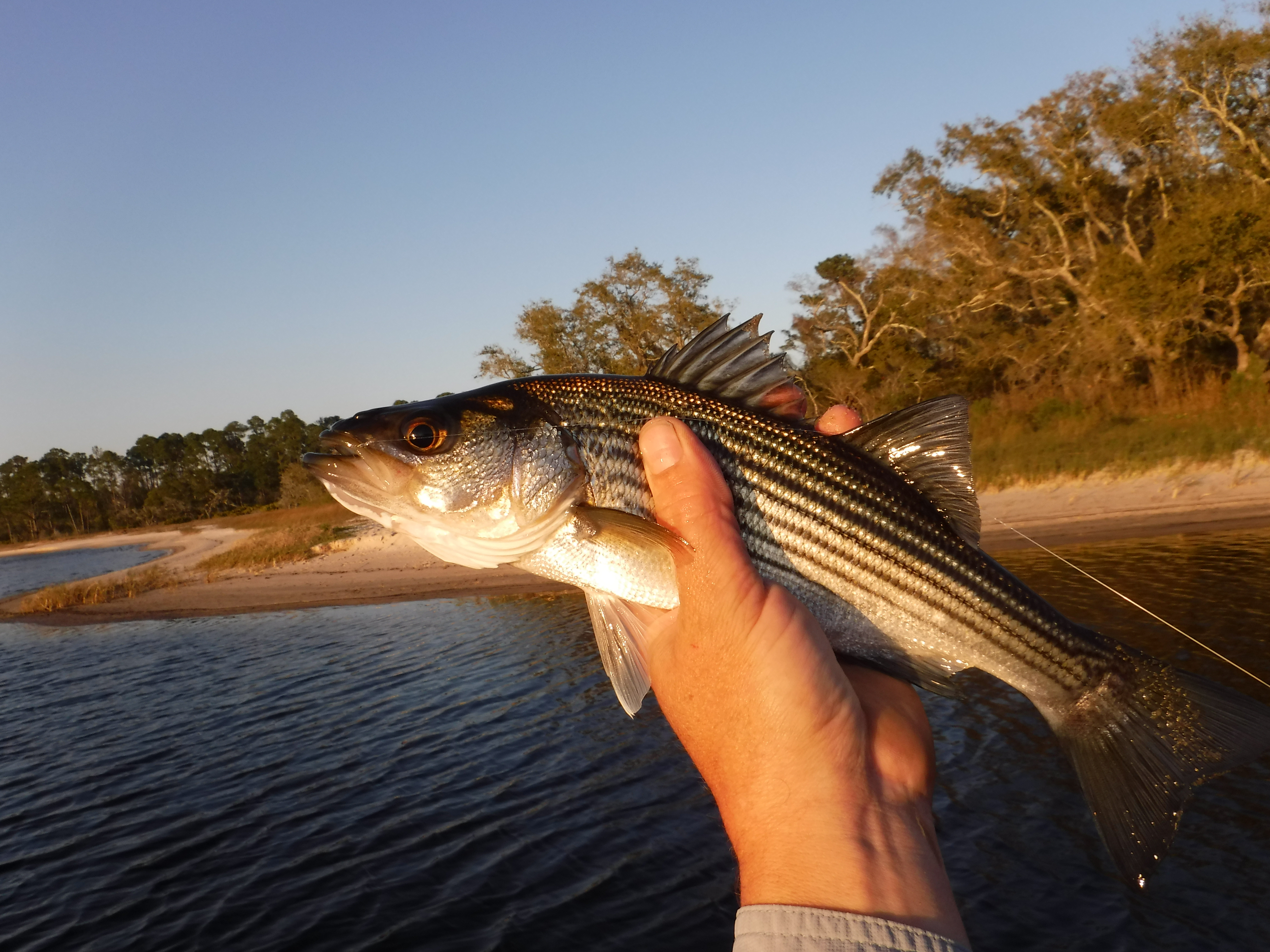 Floridian Striped Bass