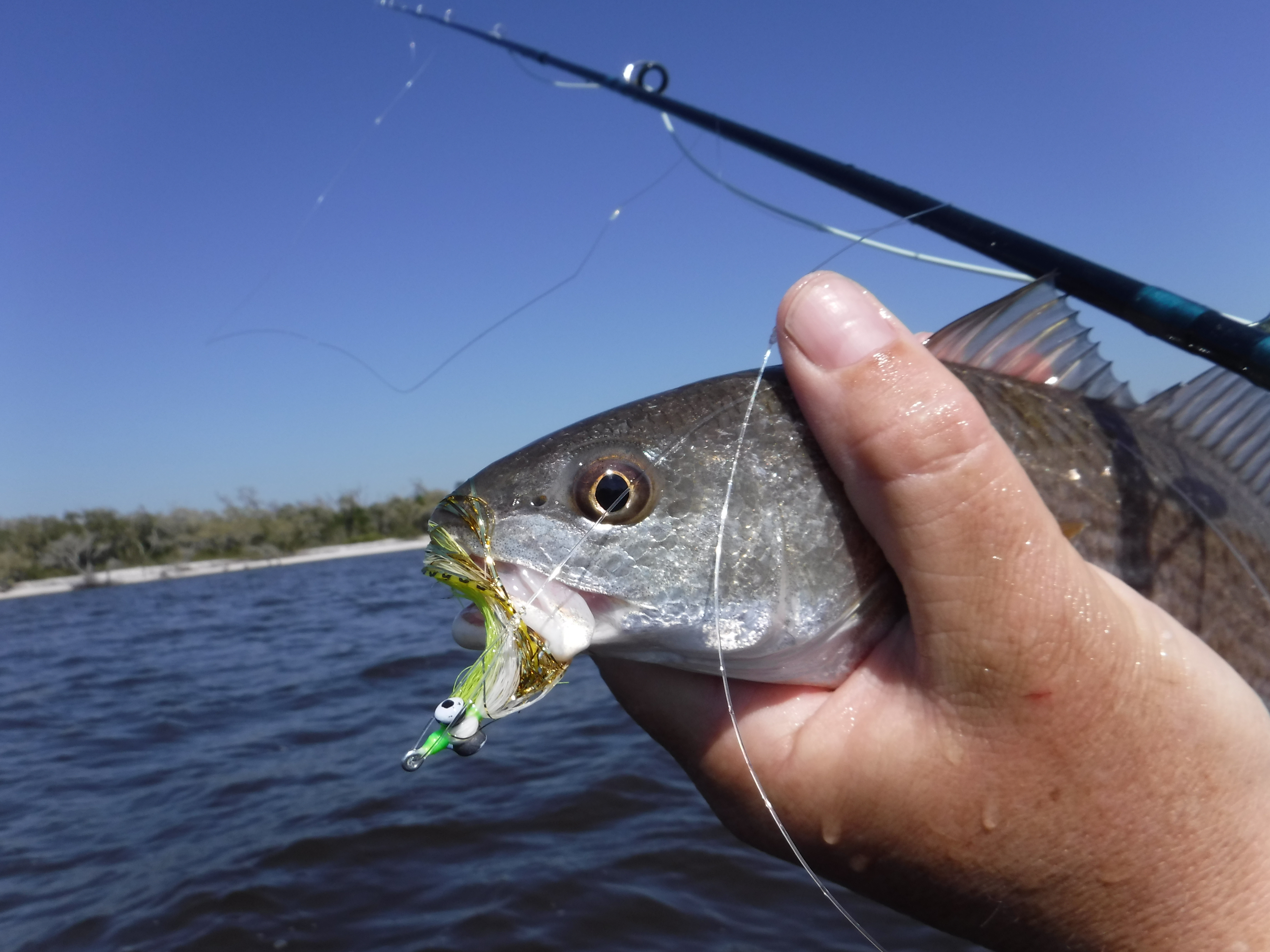 Clouser Minnow in a Redfish