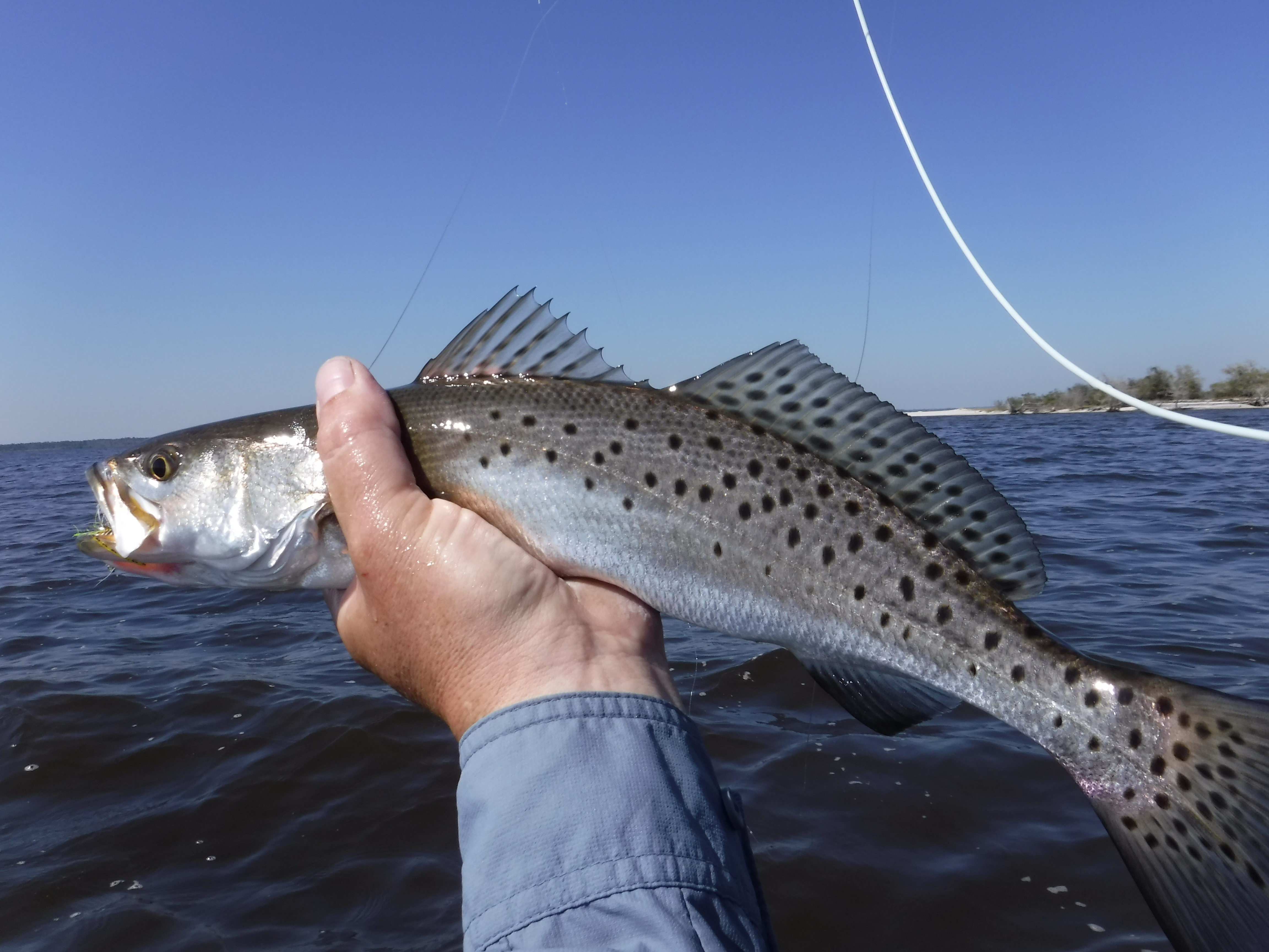 A Spotty Toothy Troot