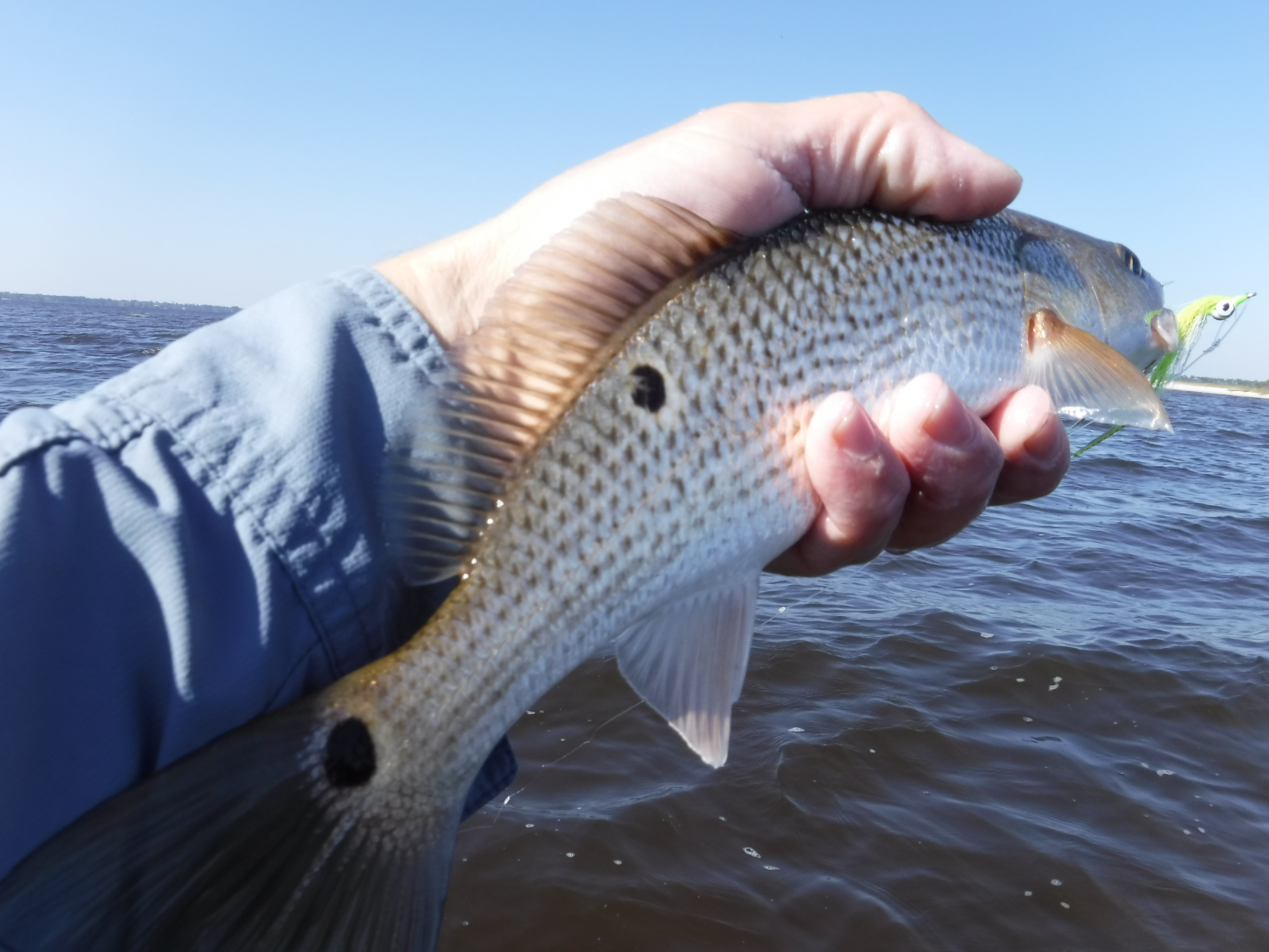 Spots on a Redfish