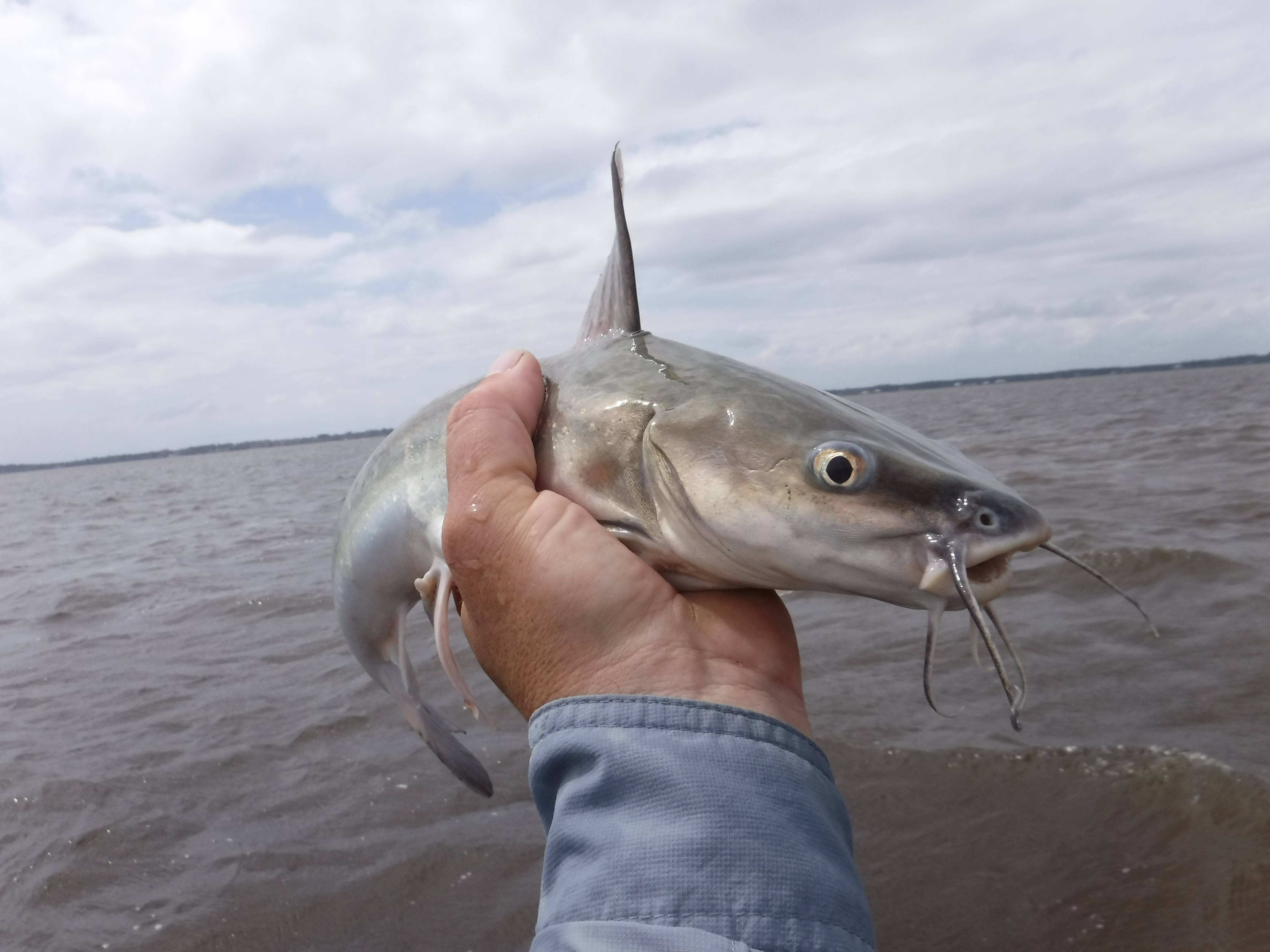 A Catfish on the Fly