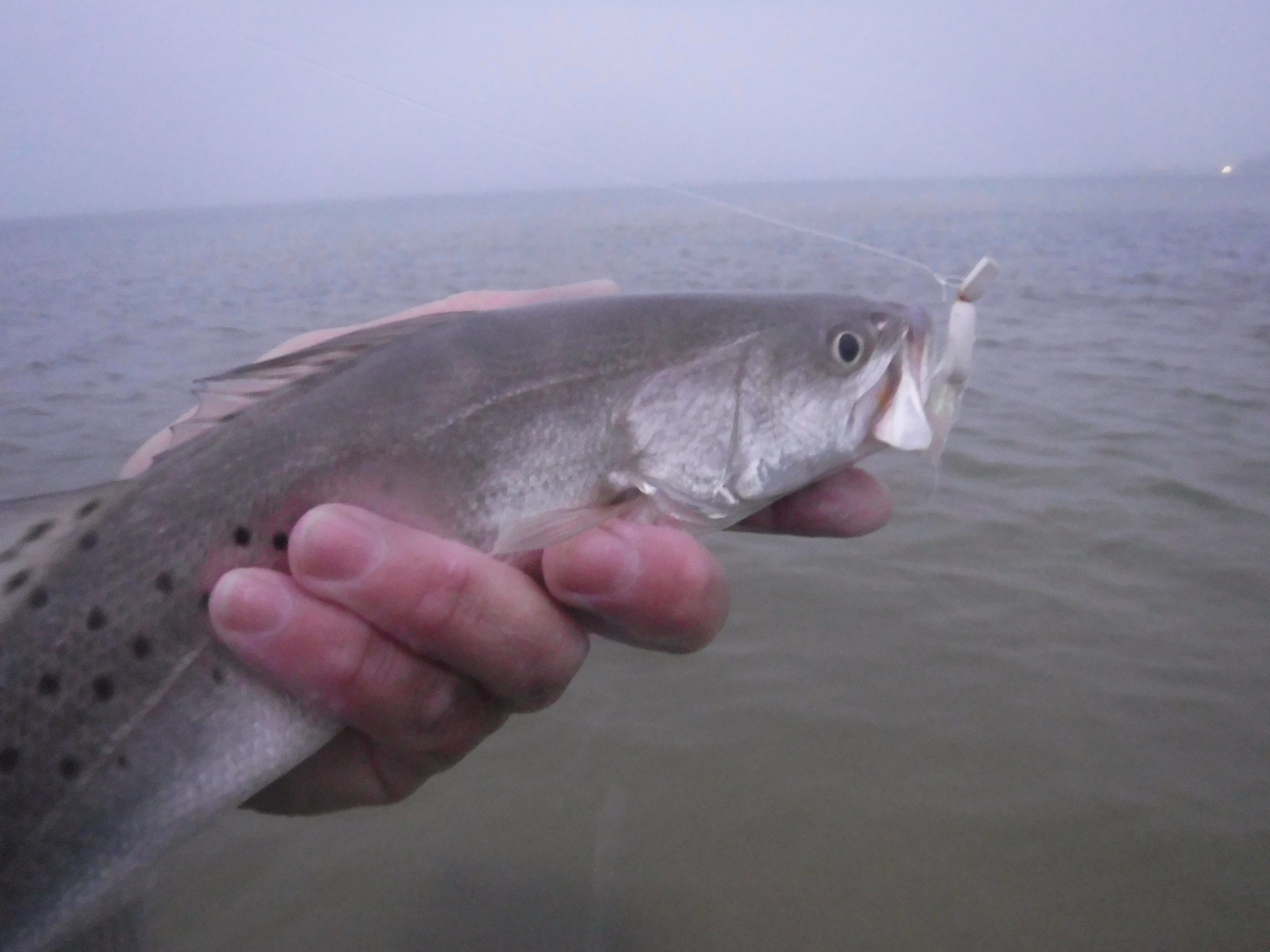 Topwater seatrout at Magnolia Beach