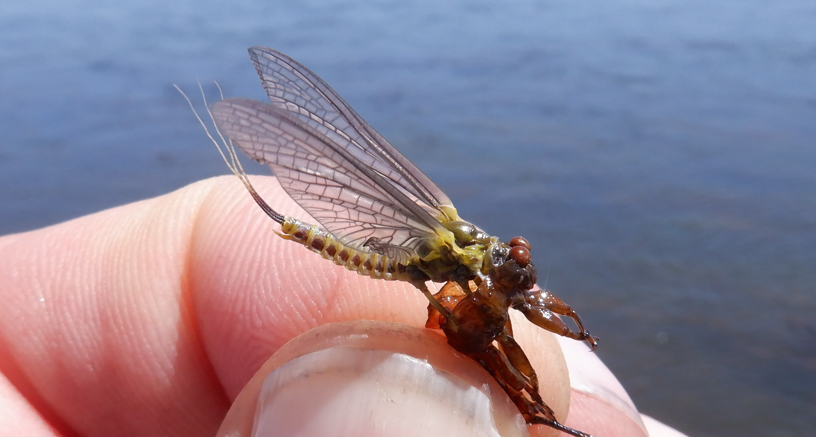 Green drake stuck in its shuck