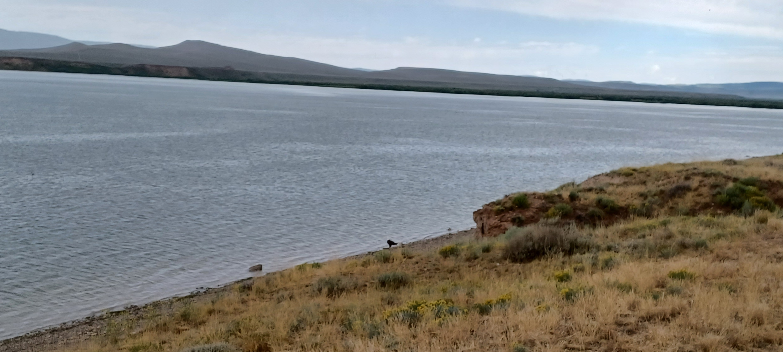 Bald Eagle at Viva Naughton